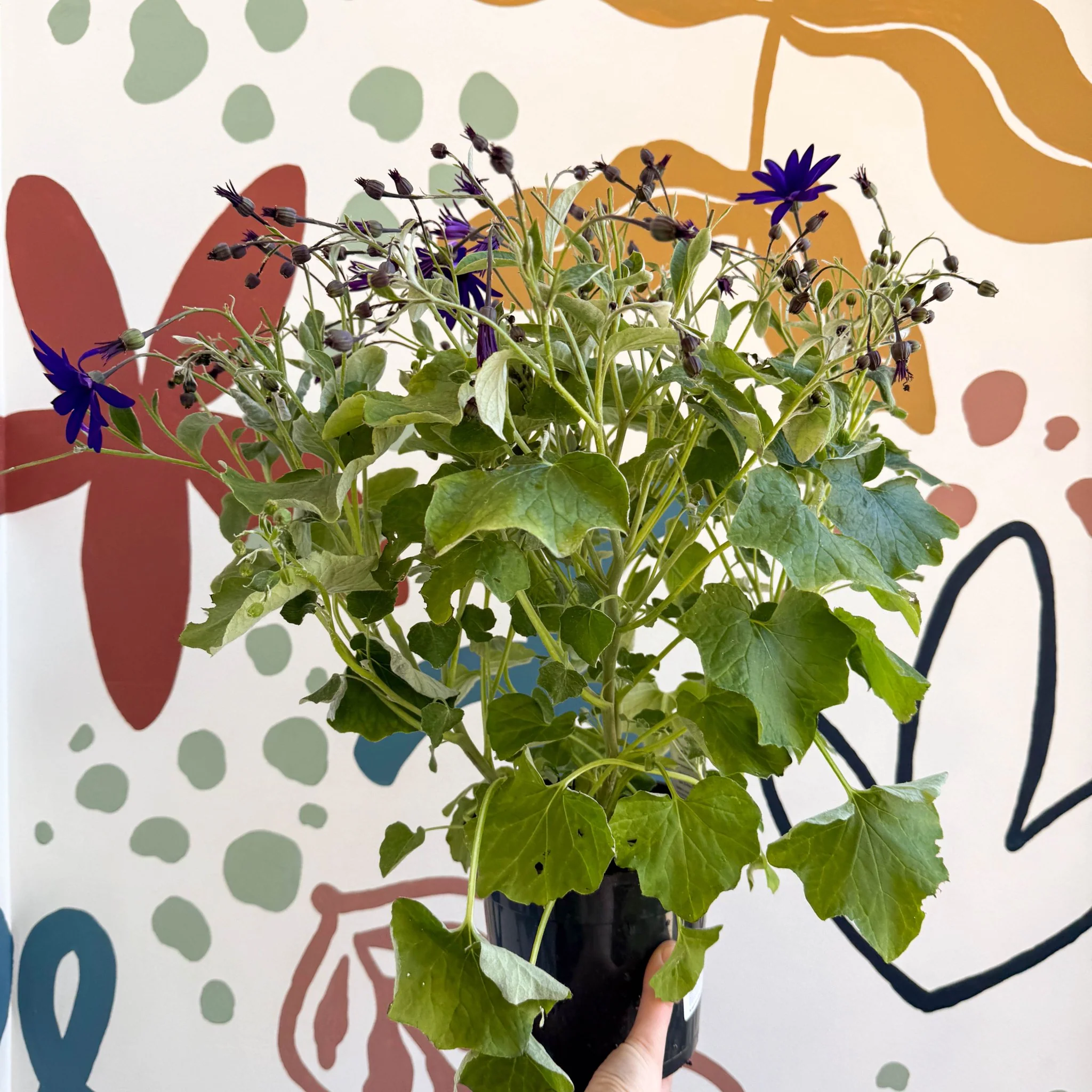 Cineraria - Senetti 'Deep Blue' Suntory Collection - British Grown - Image 8