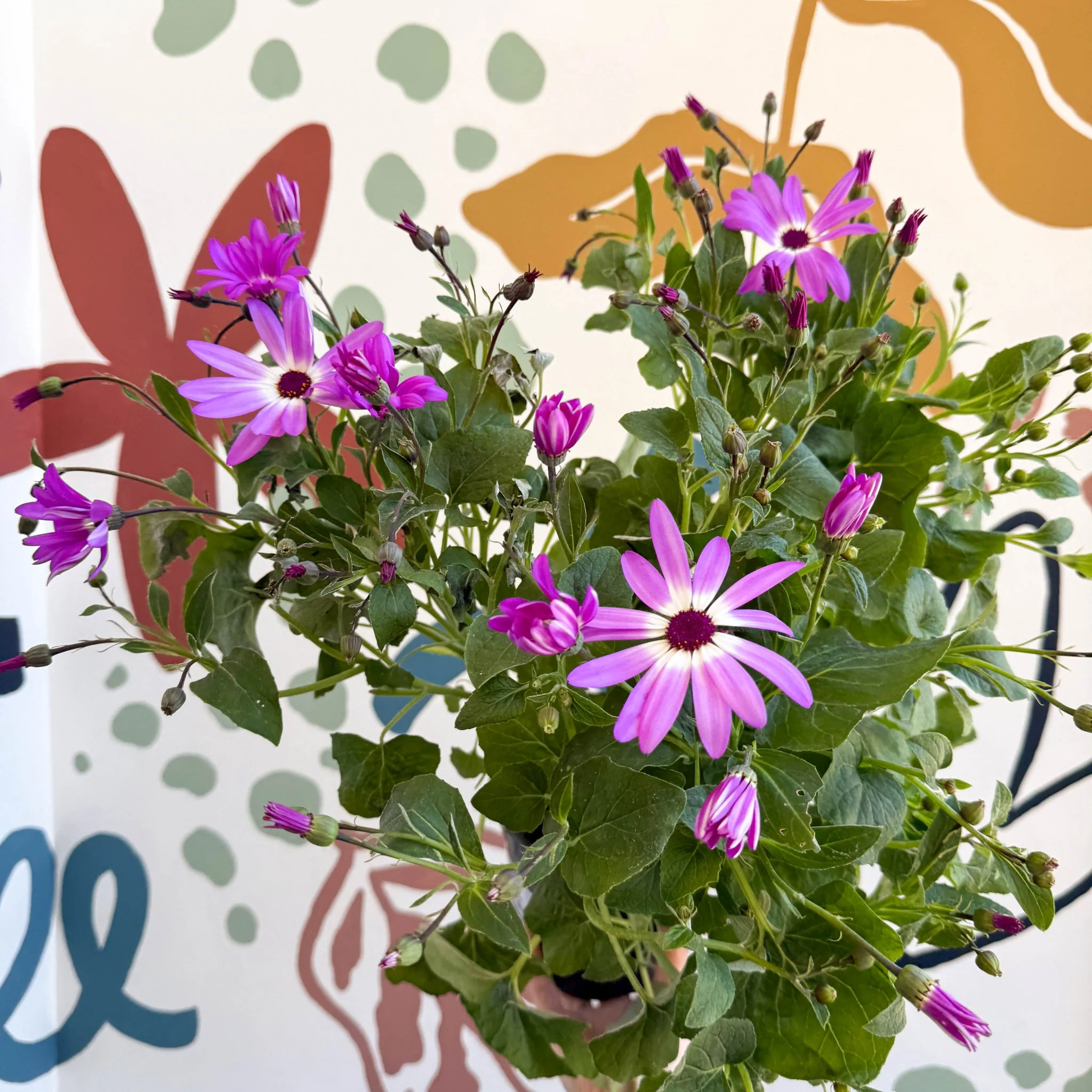 Cineraria - Senetti 'Pink Bicolour' Suntory Collection - British Grown