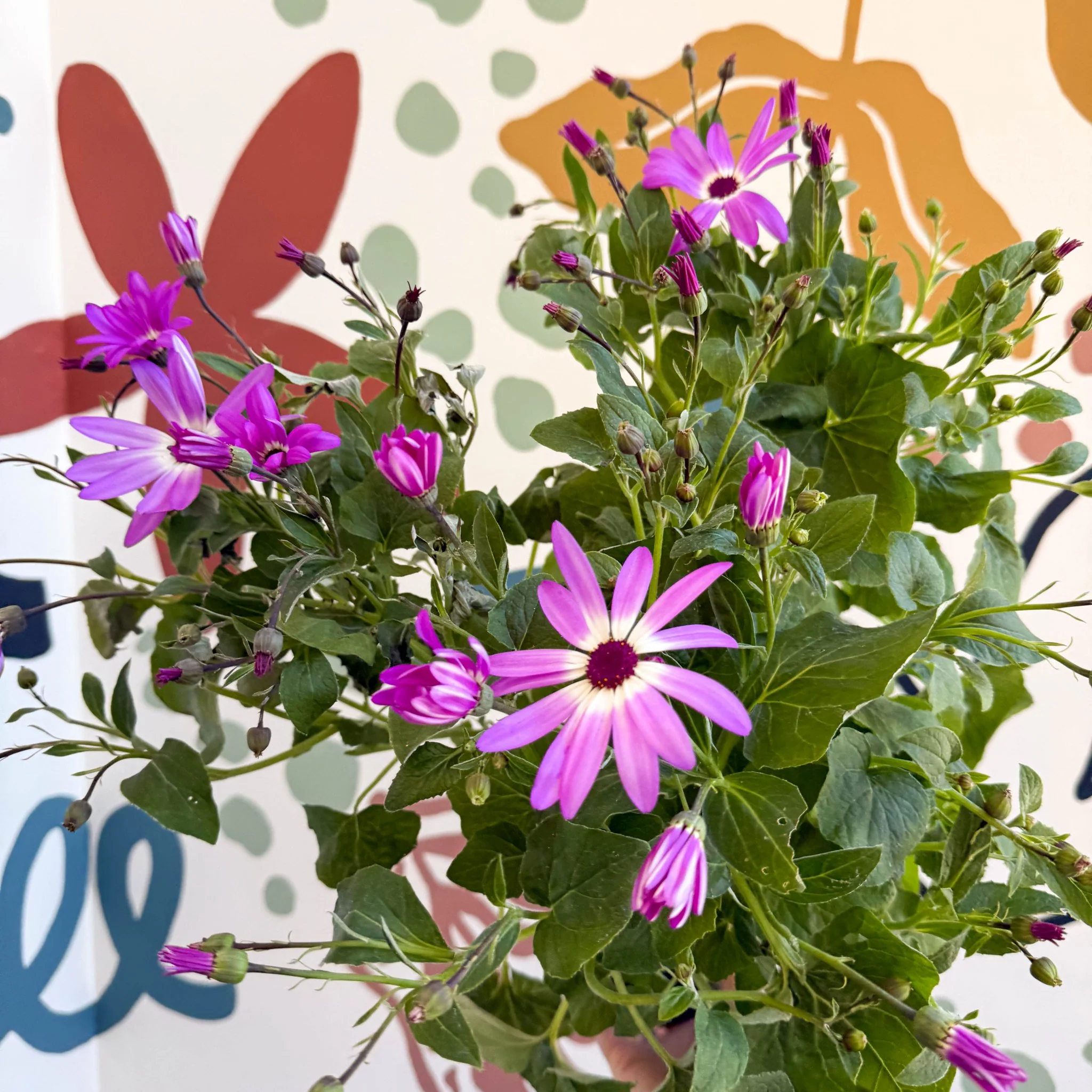 Cineraria - Senetti 'Pink Bicolour' Suntory Collection - British Grown - Image 2