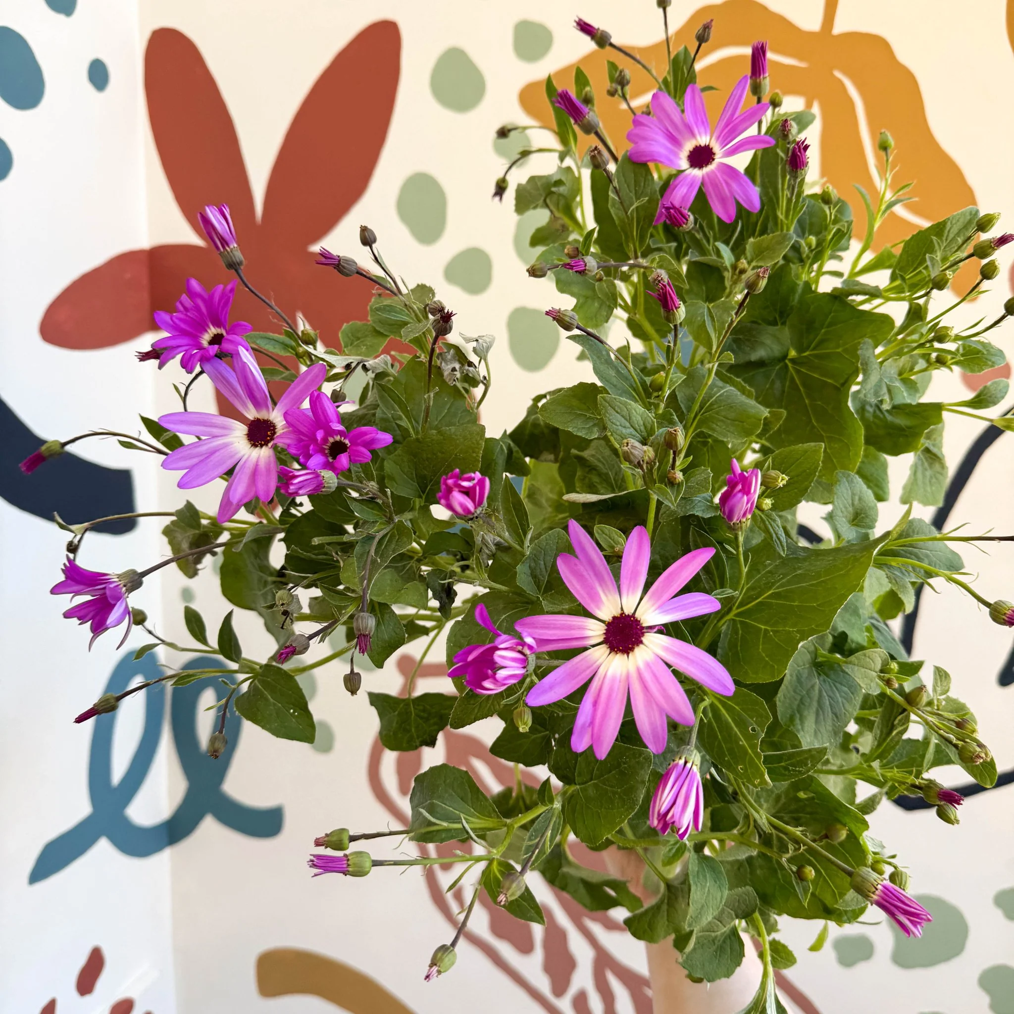 Cineraria - Senetti 'Pink Bicolour' Suntory Collection - British Grown - Image 5