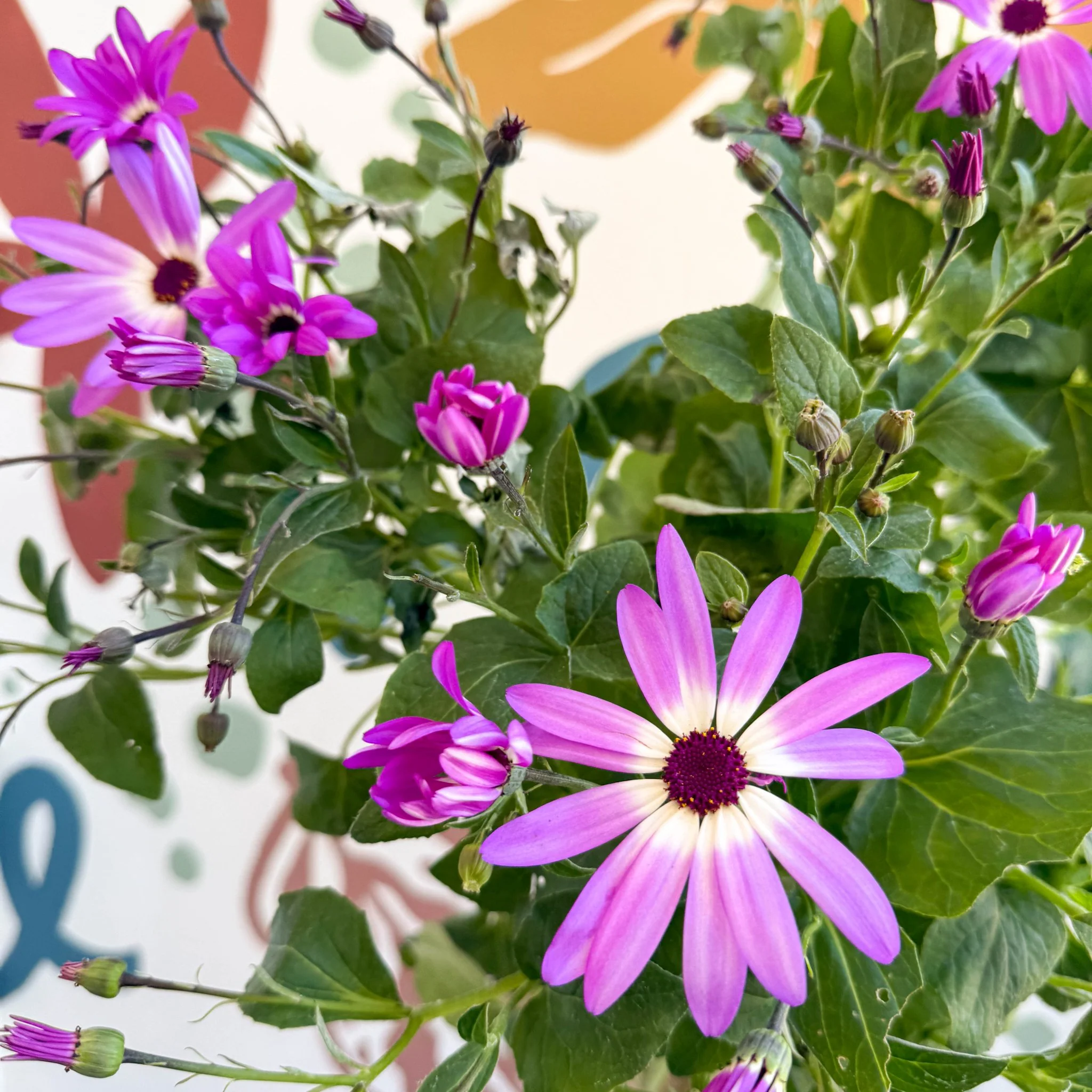 Cineraria - Senetti 'Pink Bicolour' Suntory Collection - British Grown - Image 6