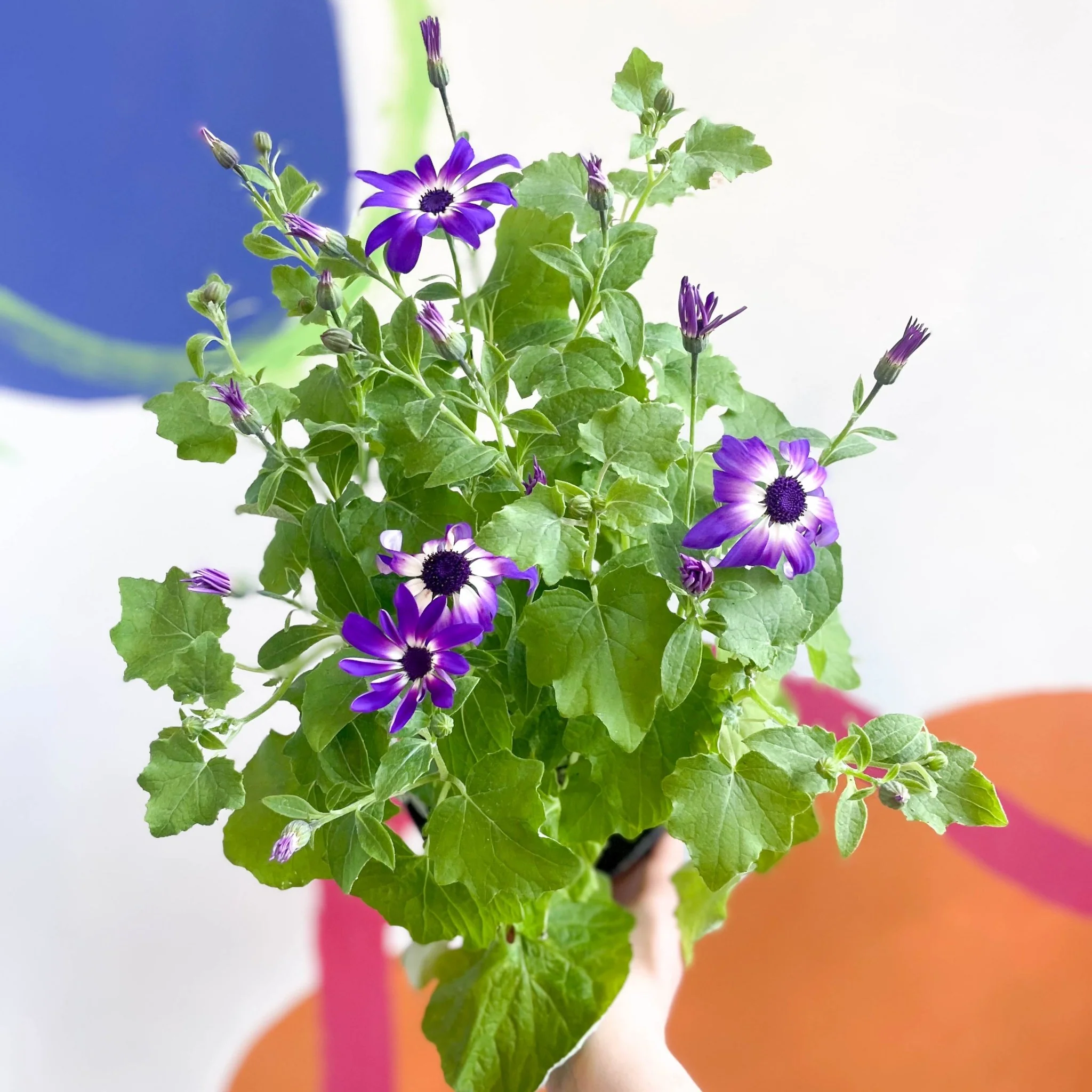 Cineraria - Senetti 'Violet Bicolour' Suntory Collection - British Grown