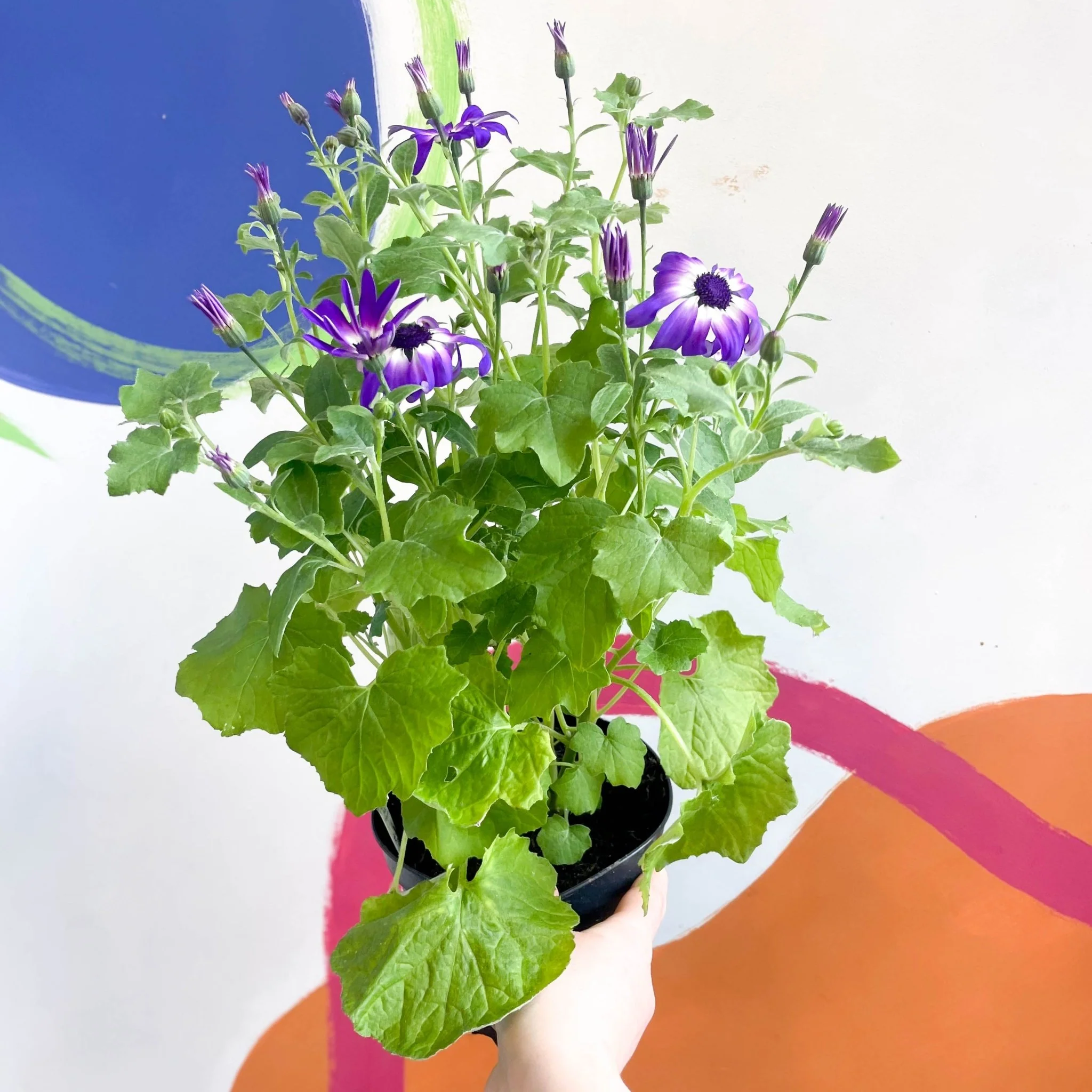 Cineraria - Senetti 'Violet Bicolour' Suntory Collection - British Grown - Image 2