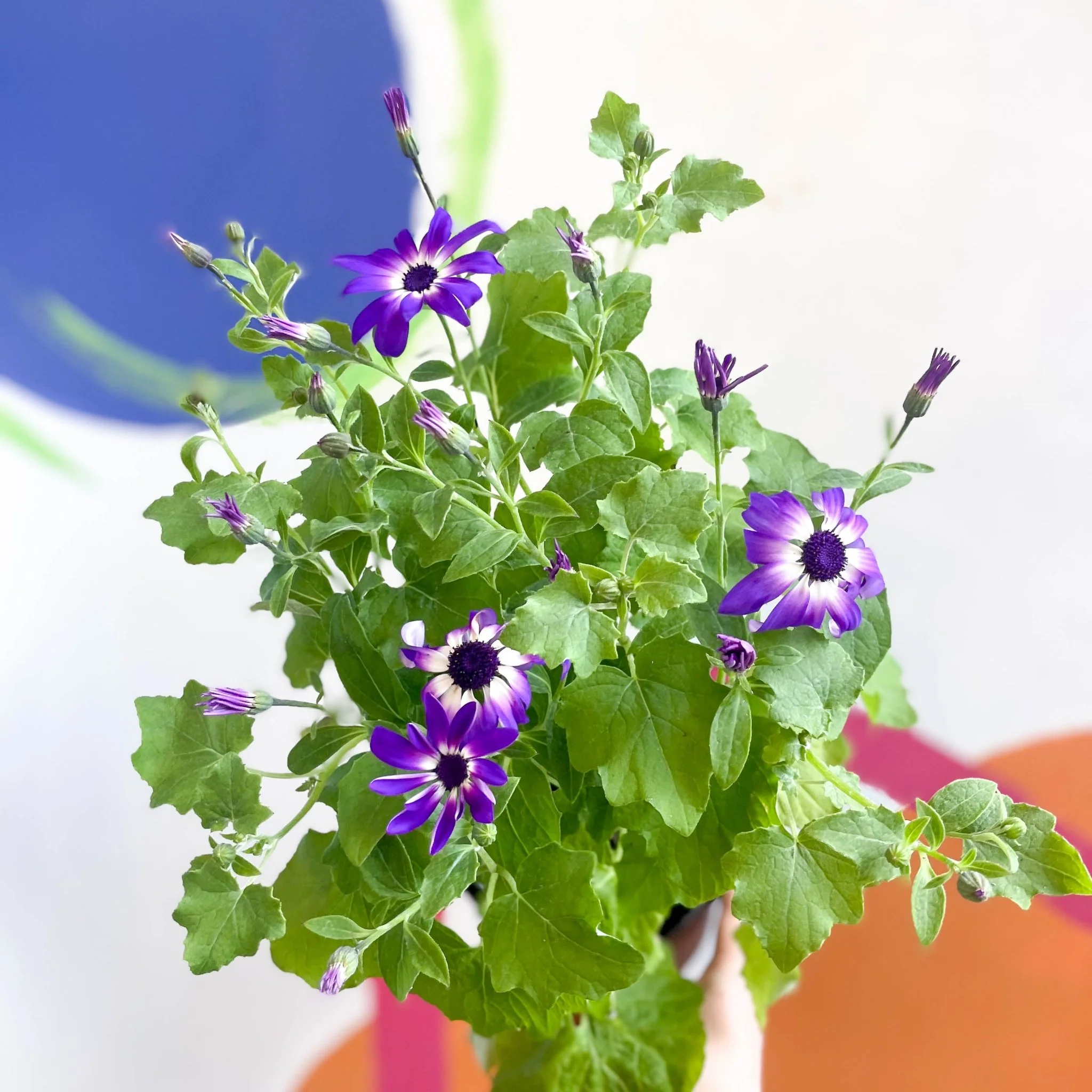 Cineraria - Senetti 'Violet Bicolour' Suntory Collection - British Grown - Image 3