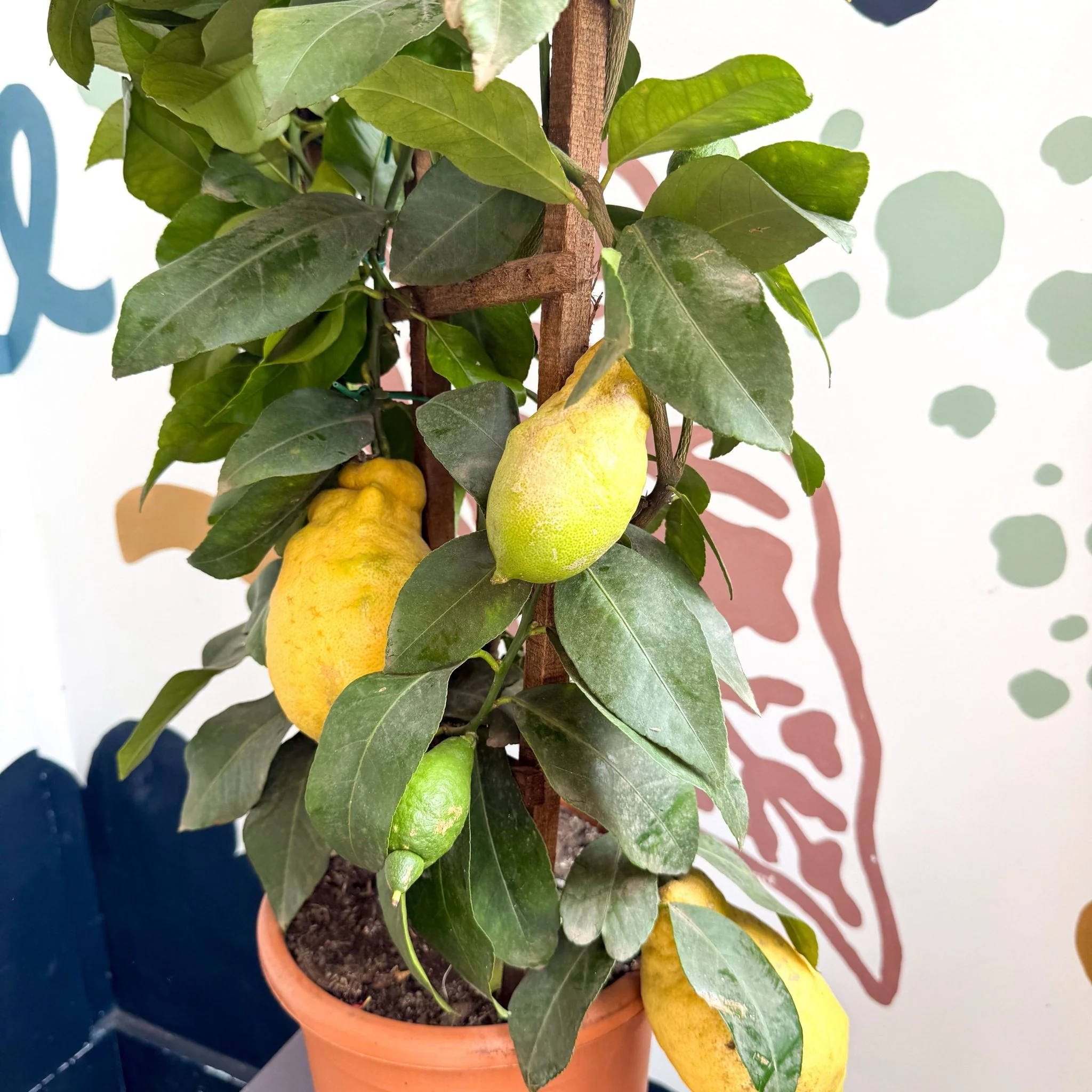 Citrus × limon – Lemon Tree - Image 10