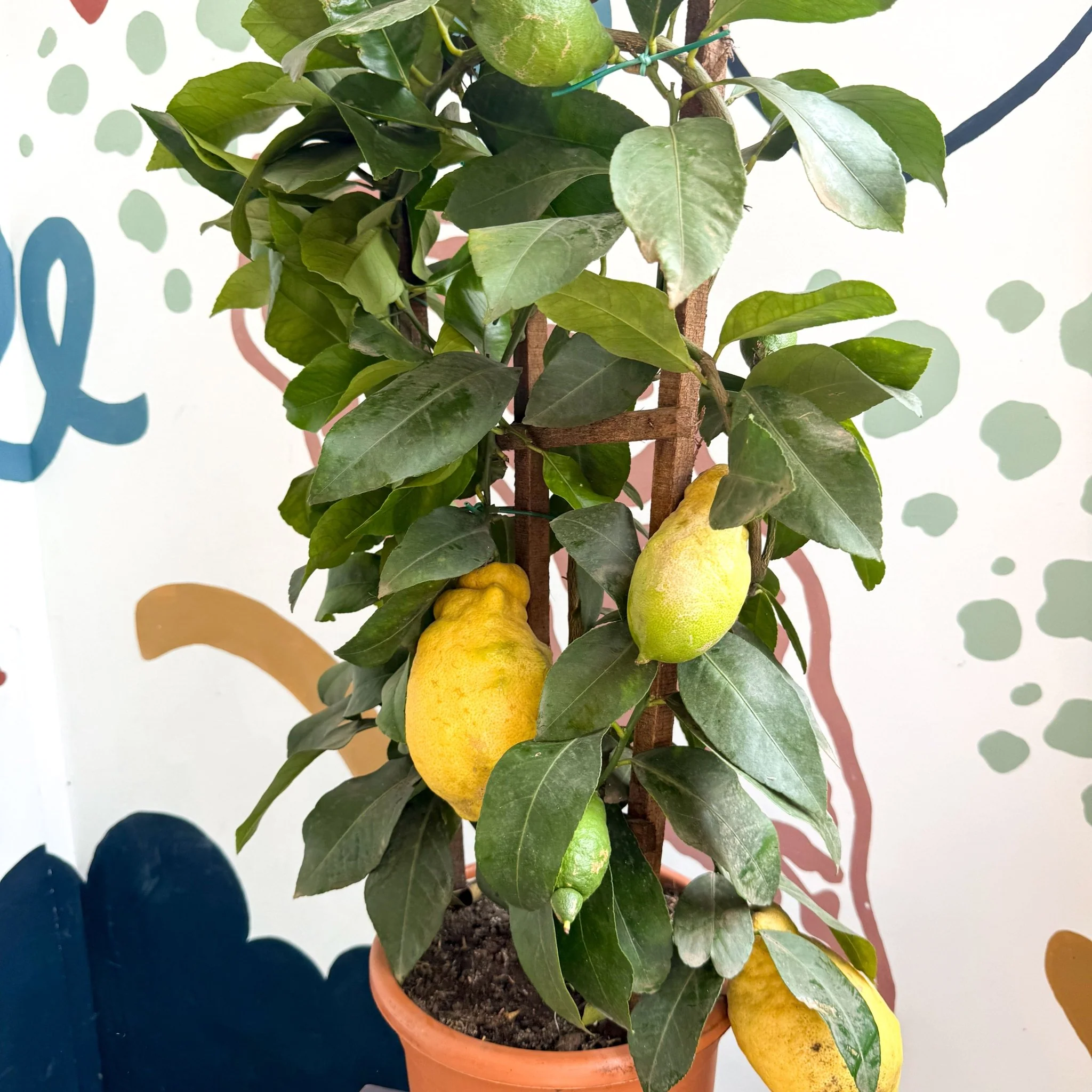 Citrus × limon – Lemon Tree - Image 11