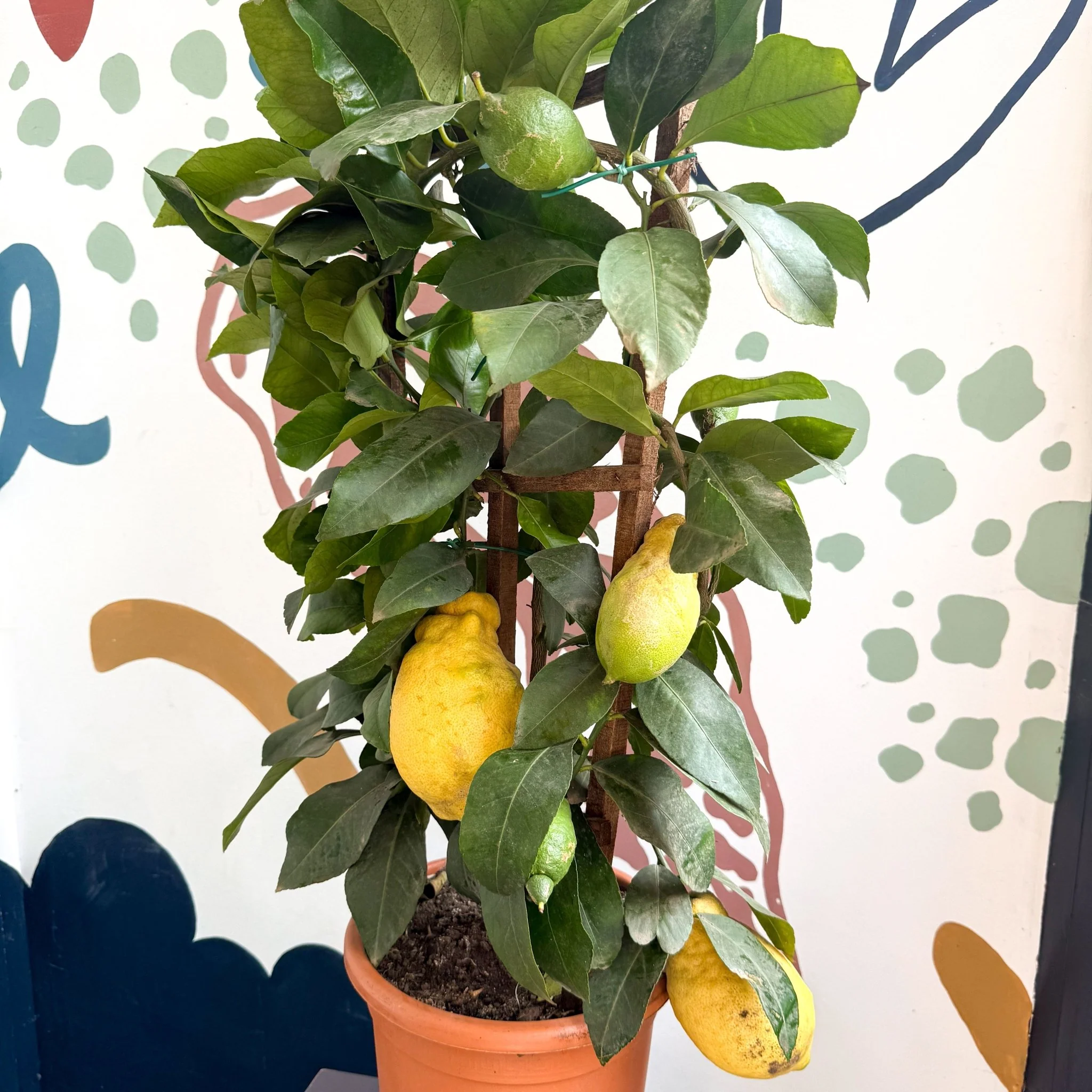 Citrus × limon – Lemon Tree - Image 12
