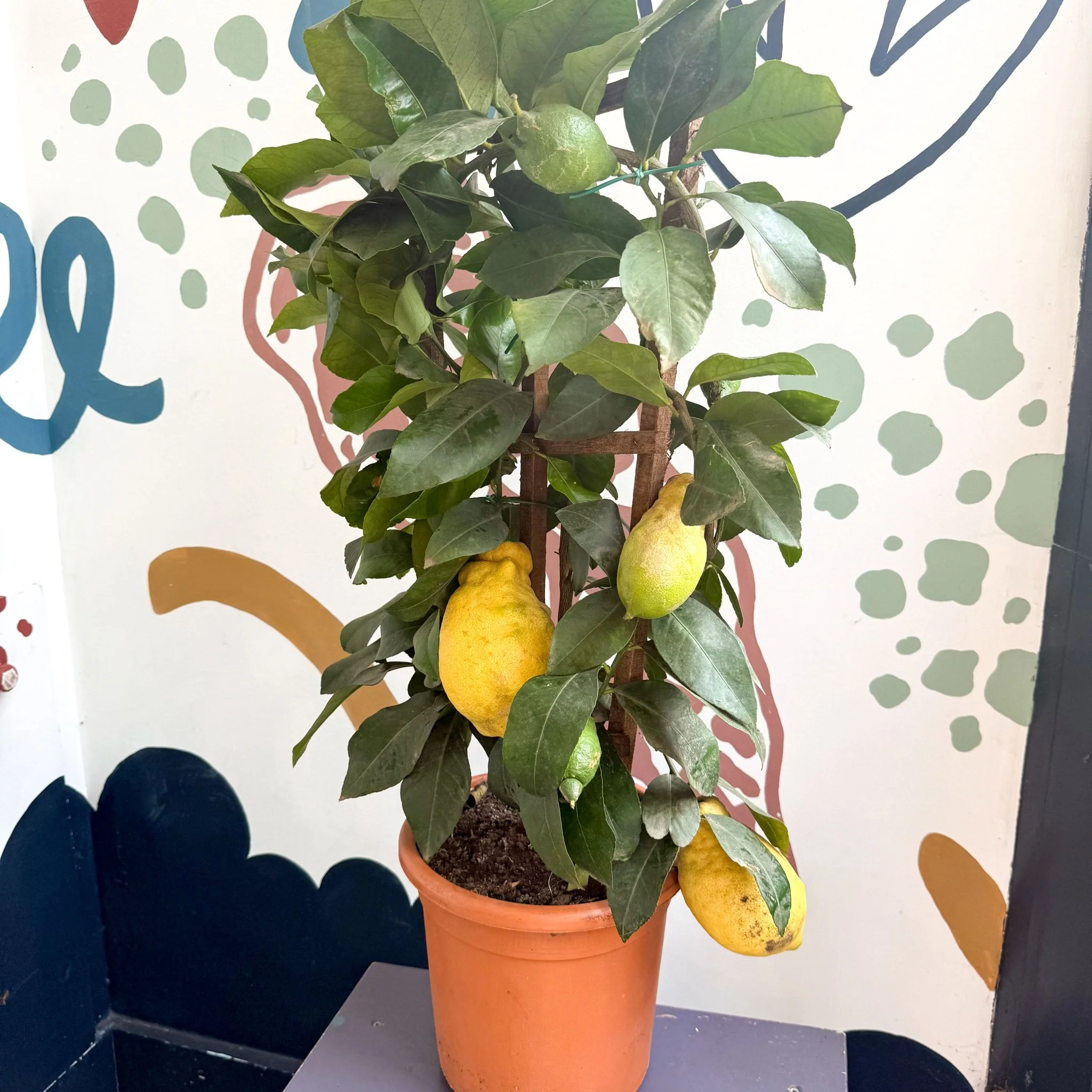 Citrus × limon – Lemon Tree - Image 13