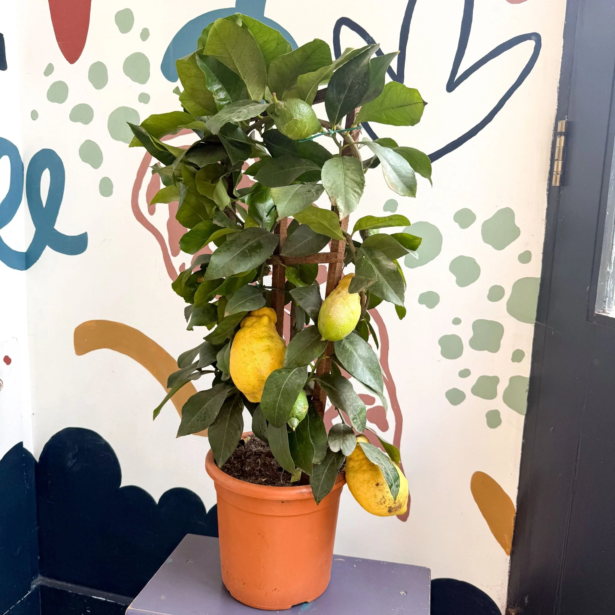 Citrus × limon – Lemon Tree - Image 2