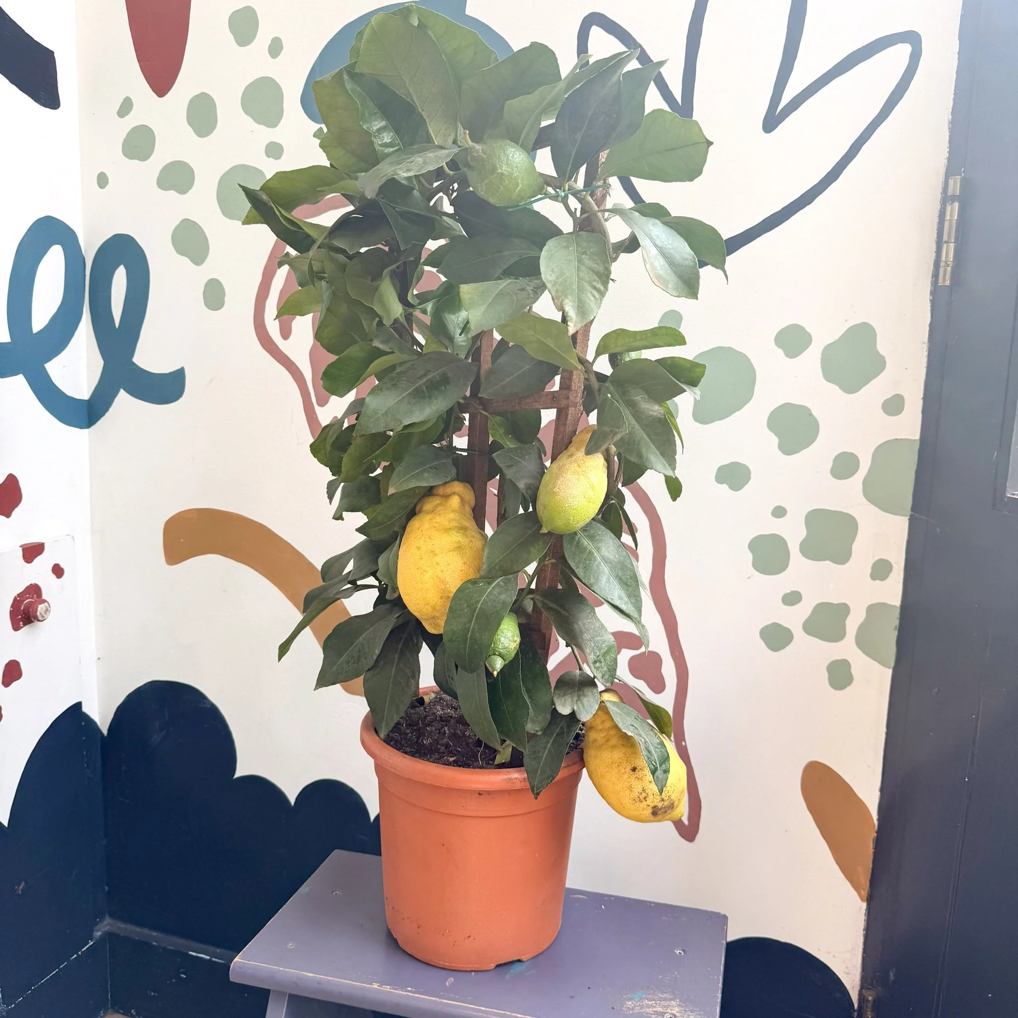 Citrus × limon – Lemon Tree - Image 3