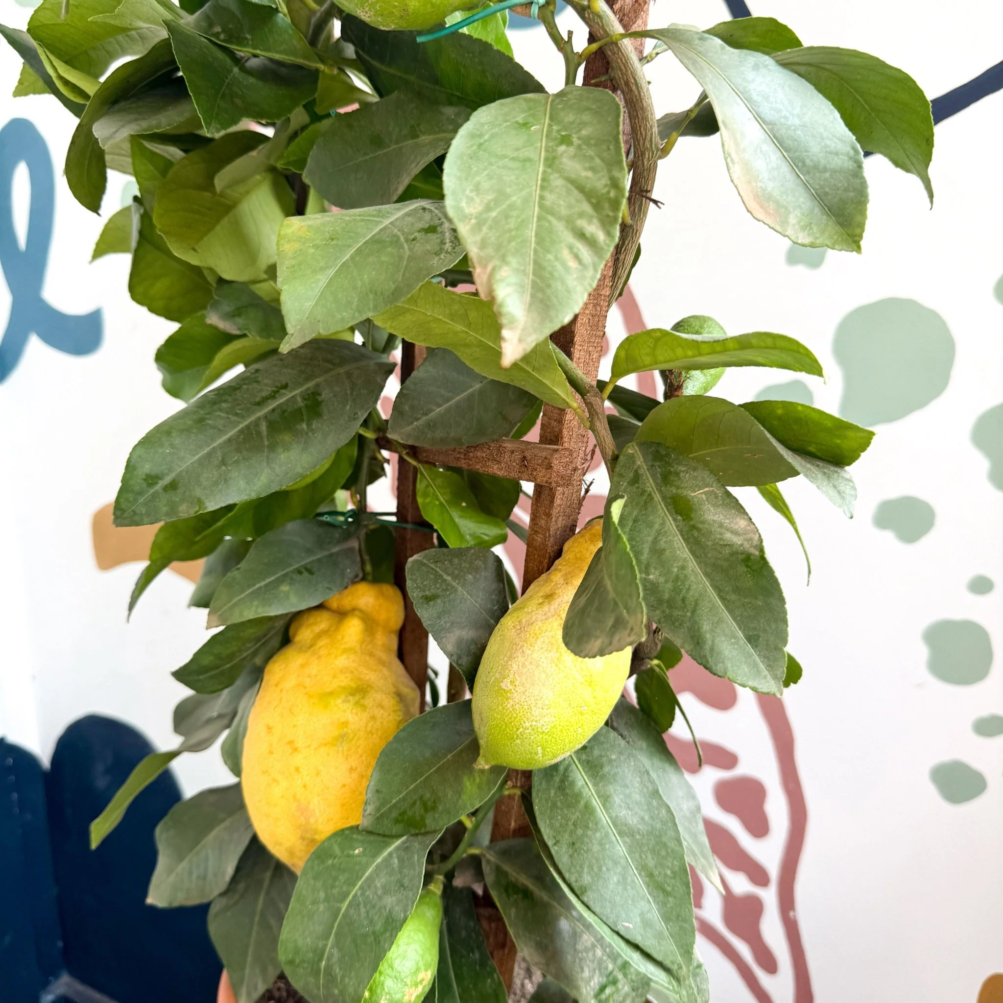 Citrus × limon – Lemon Tree - Image 4