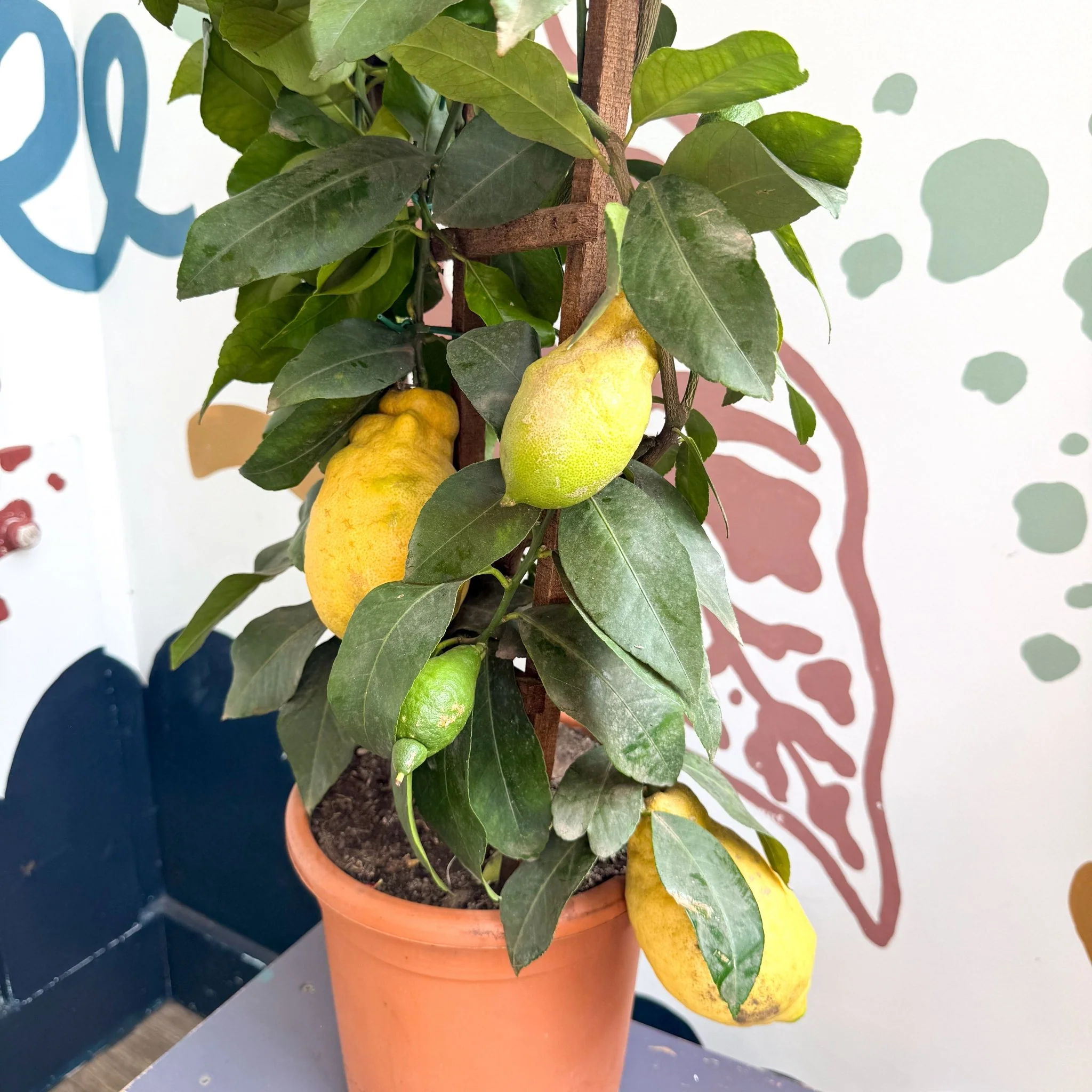 Citrus × limon – Lemon Tree - Image 5