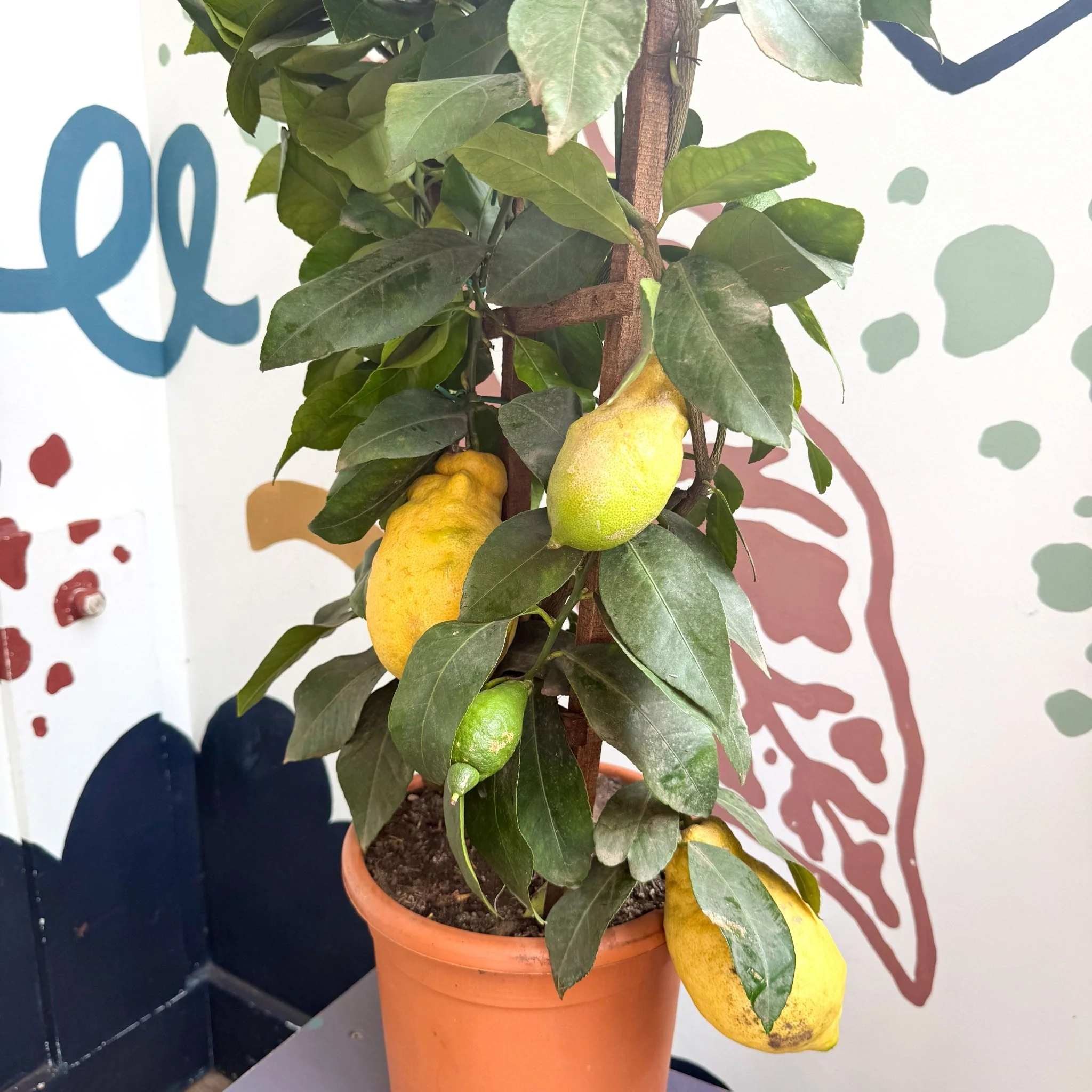Citrus × limon – Lemon Tree - Image 6