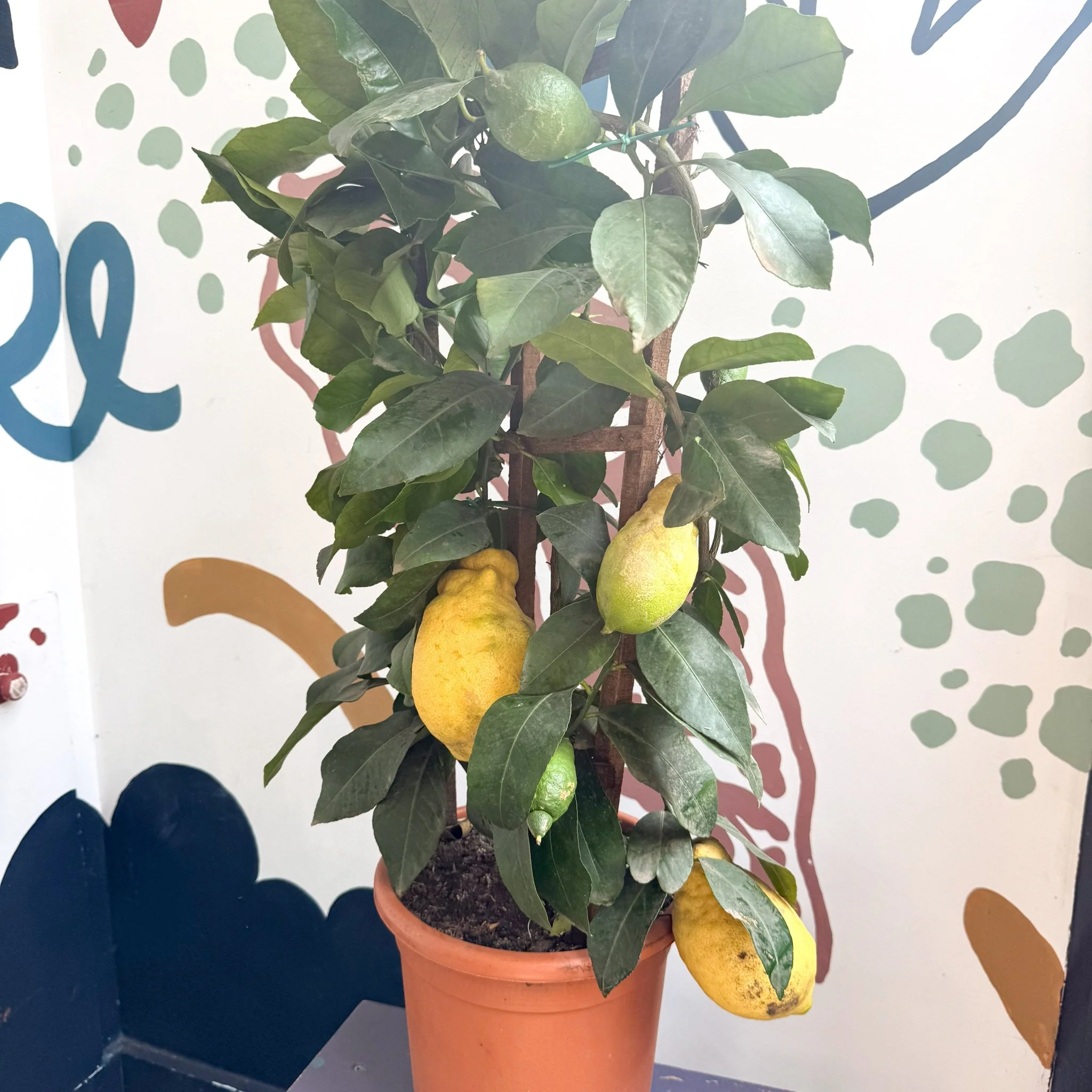Citrus × limon – Lemon Tree - Image 7