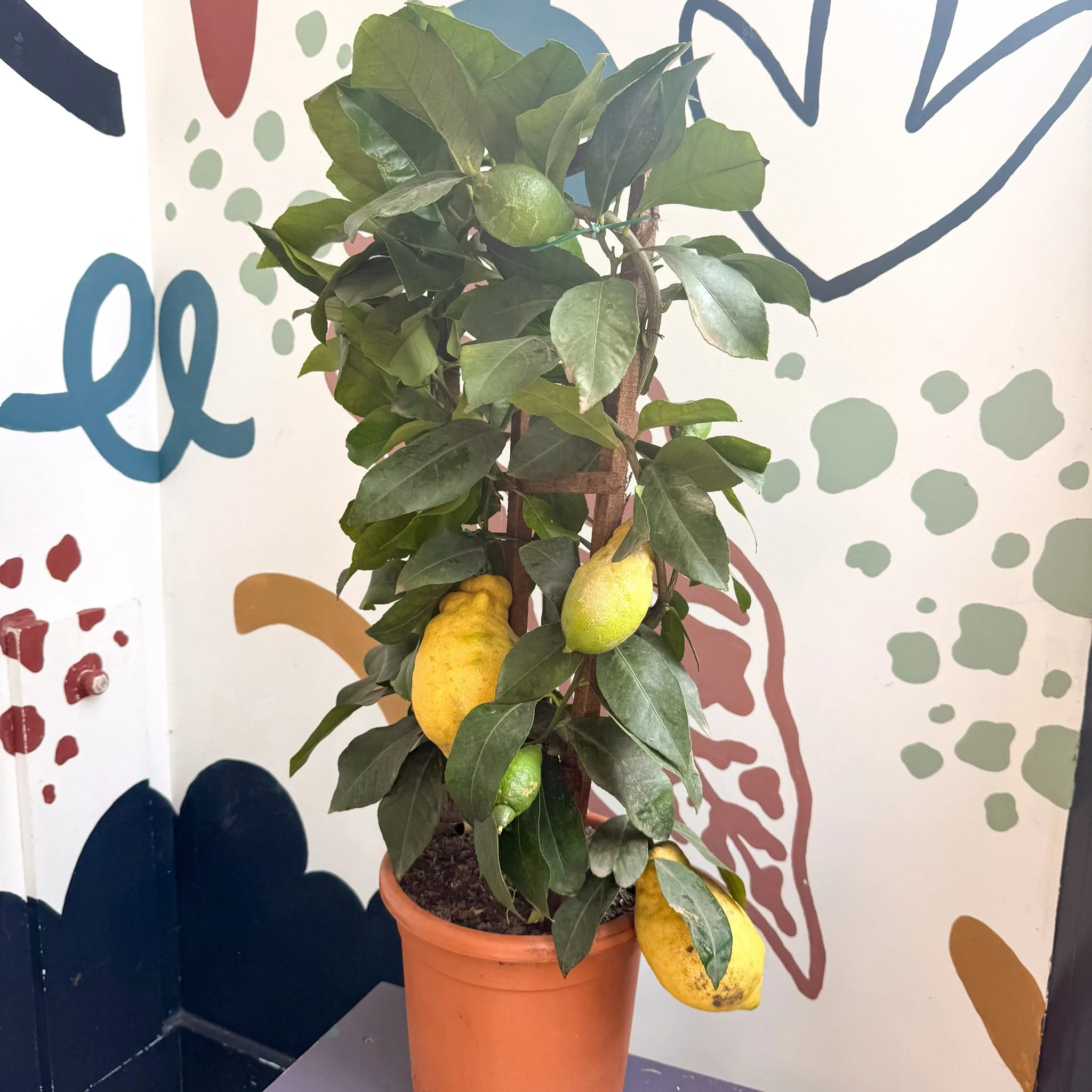 Citrus × limon – Lemon Tree - Image 8