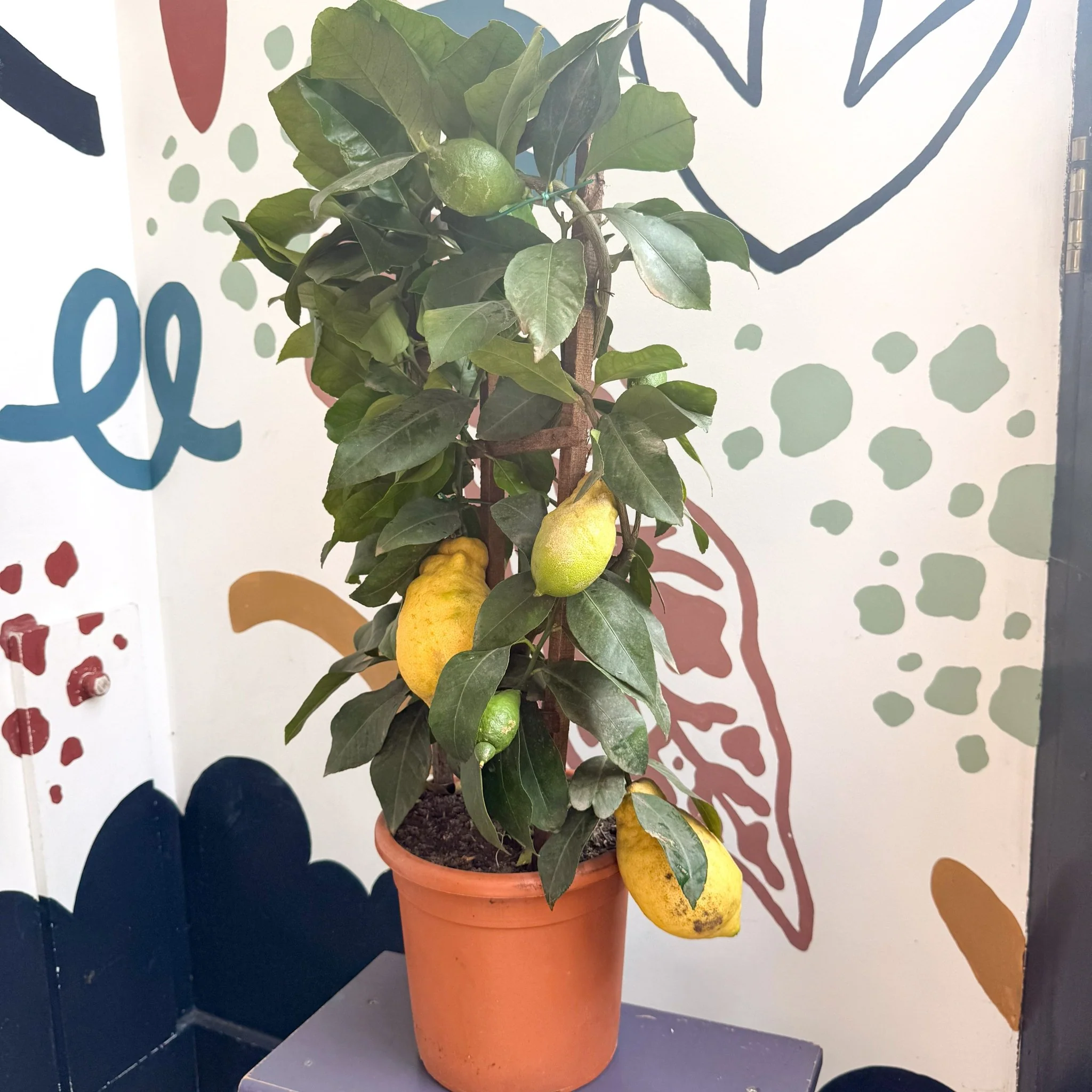 Citrus × limon – Lemon Tree - Image 9