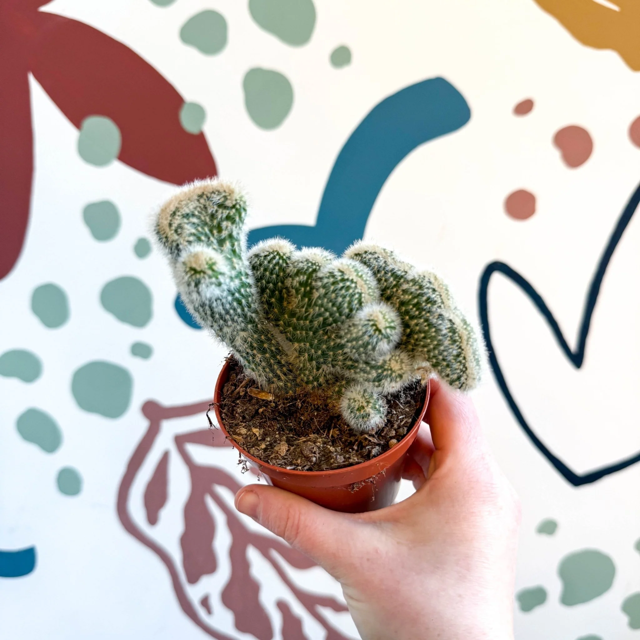 Cleistocactus strausii f. cristata - Crested Silver Torch Cactus - Image 3