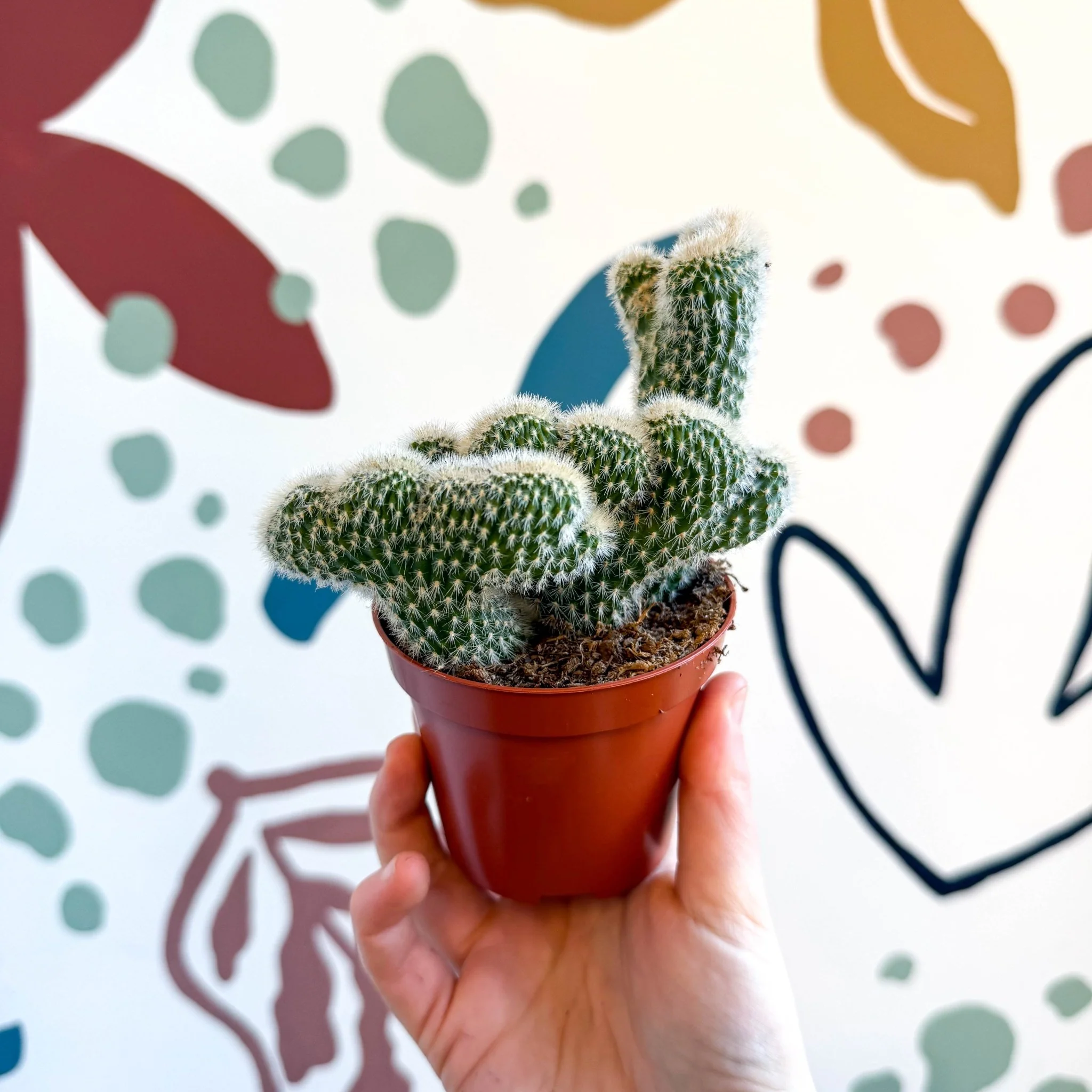 Cleistocactus strausii f. cristata - Crested Silver Torch Cactus - Image 7