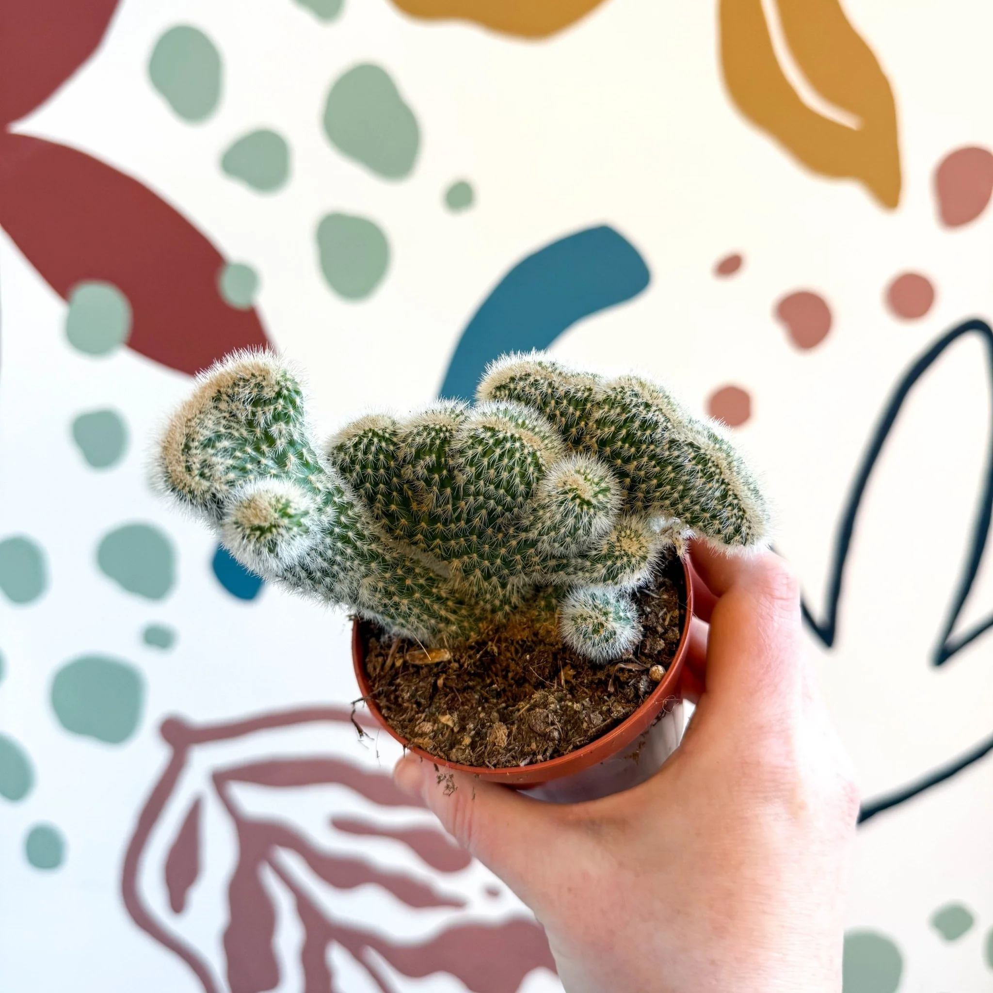 Cleistocactus strausii f. cristata - Crested Silver Torch Cactus - Image 8