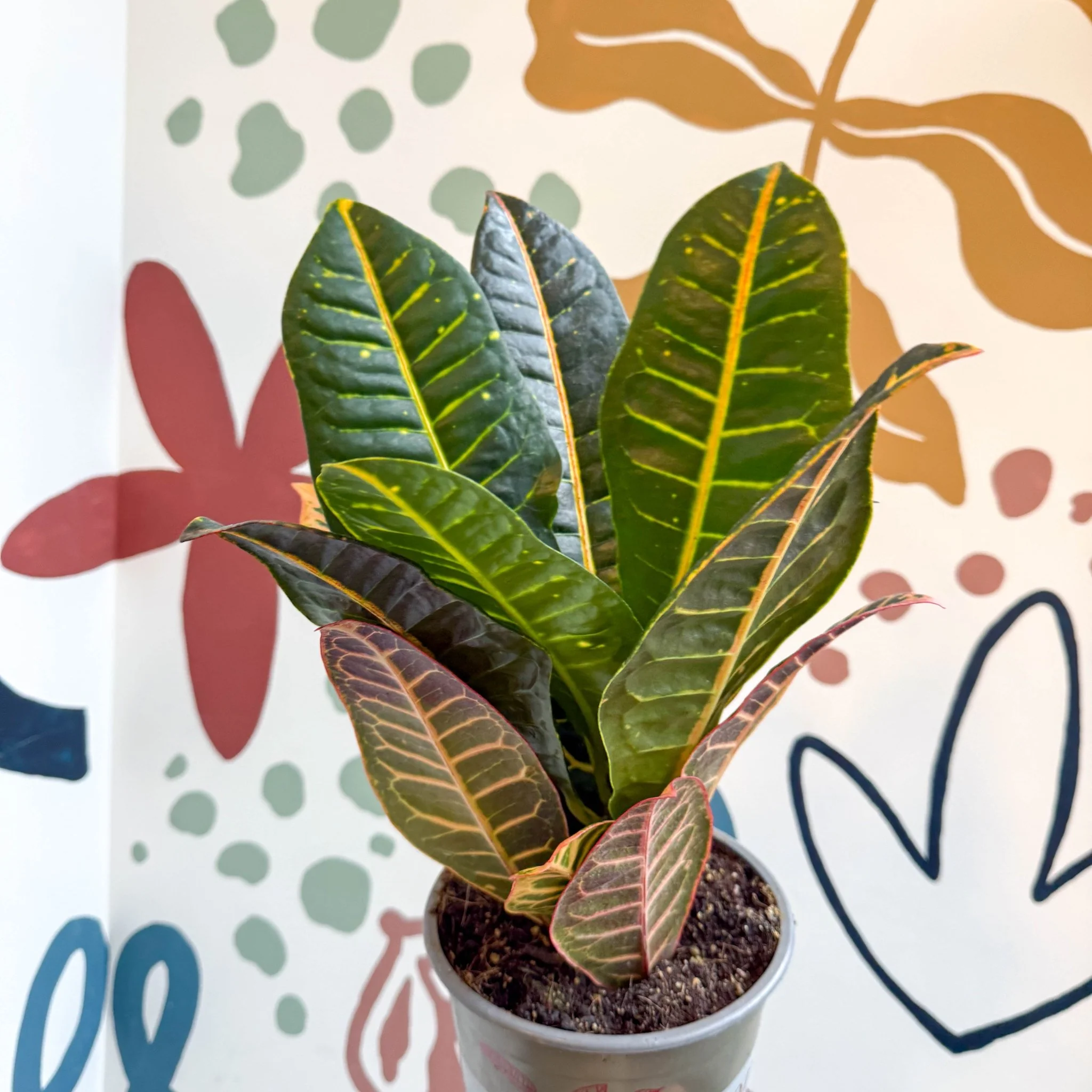 Codiaeum variegatum 'Petra' - Croton