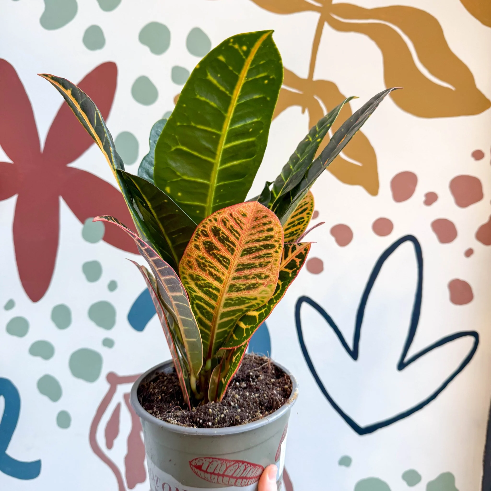 Codiaeum variegatum 'Petra' - Croton - Image 10