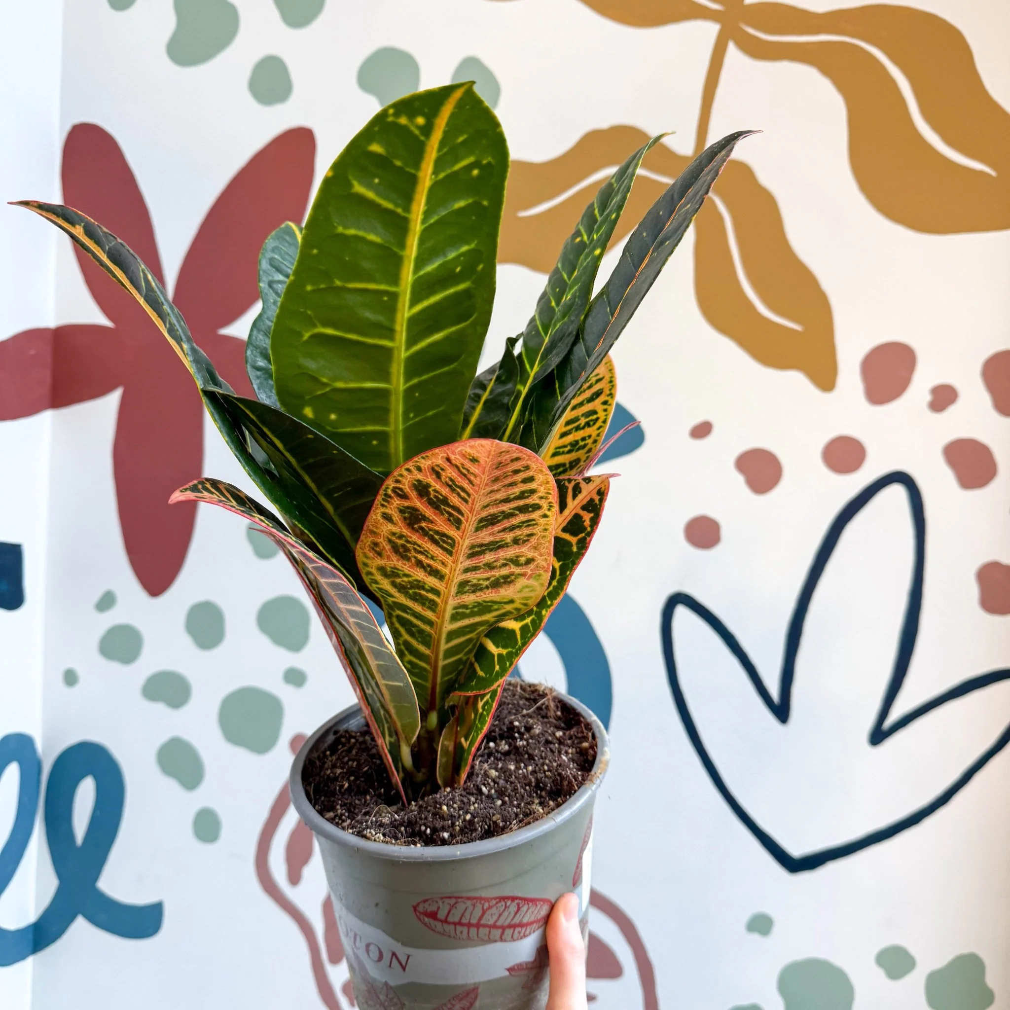 Codiaeum variegatum 'Petra' - Croton - Image 11
