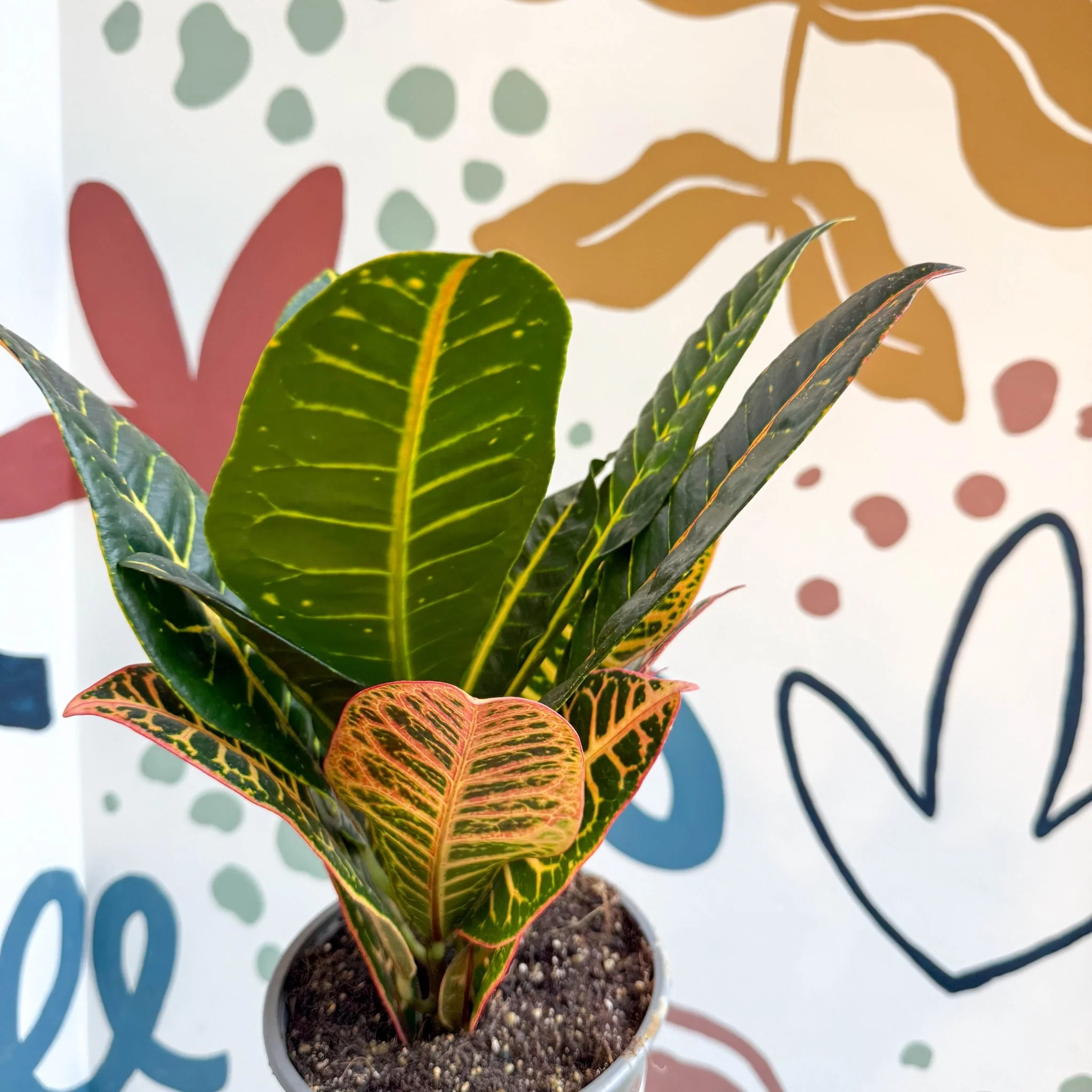 Codiaeum variegatum 'Petra' - Croton - Image 12