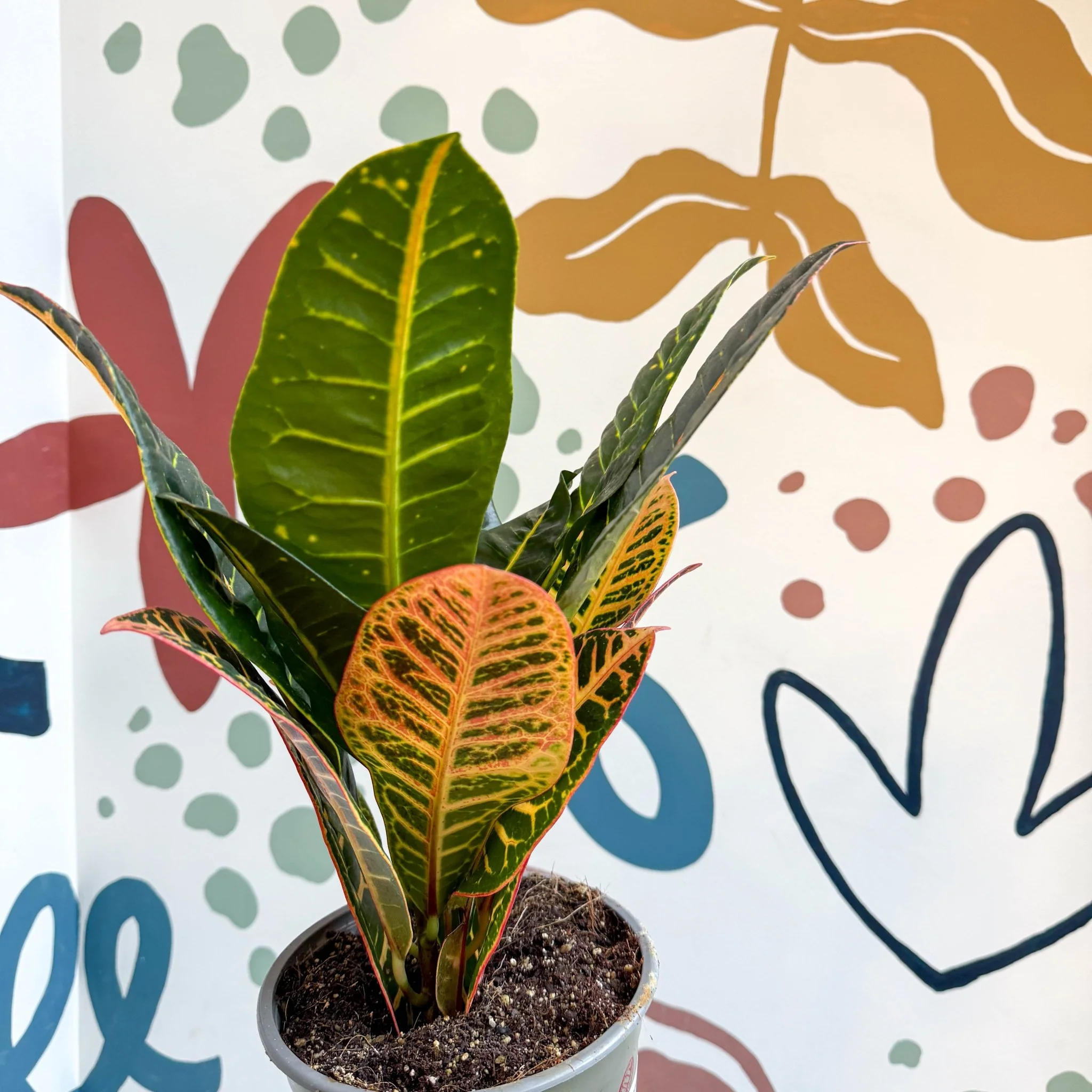 Codiaeum variegatum 'Petra' - Croton - Image 13