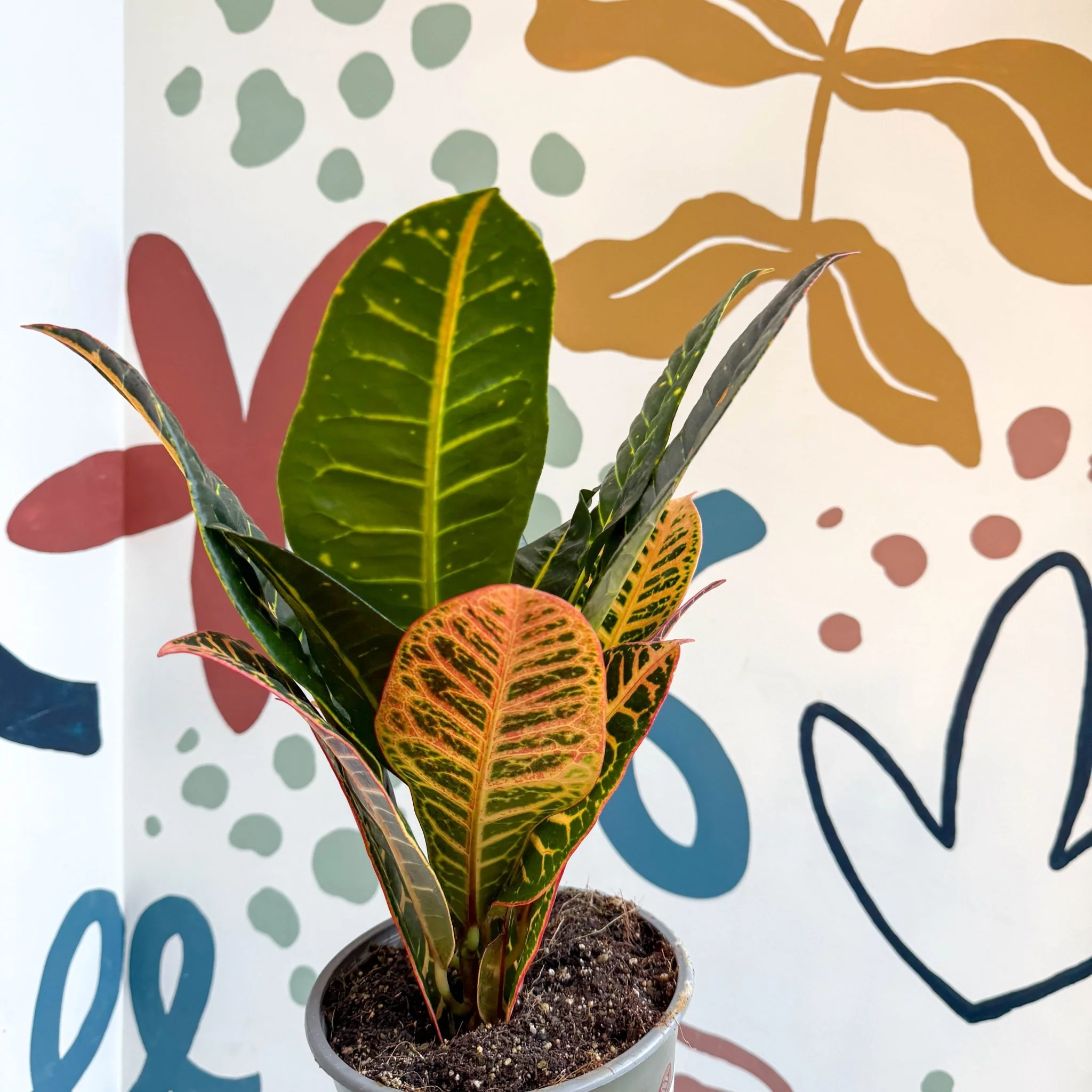 Codiaeum variegatum 'Petra' - Croton - Image 14