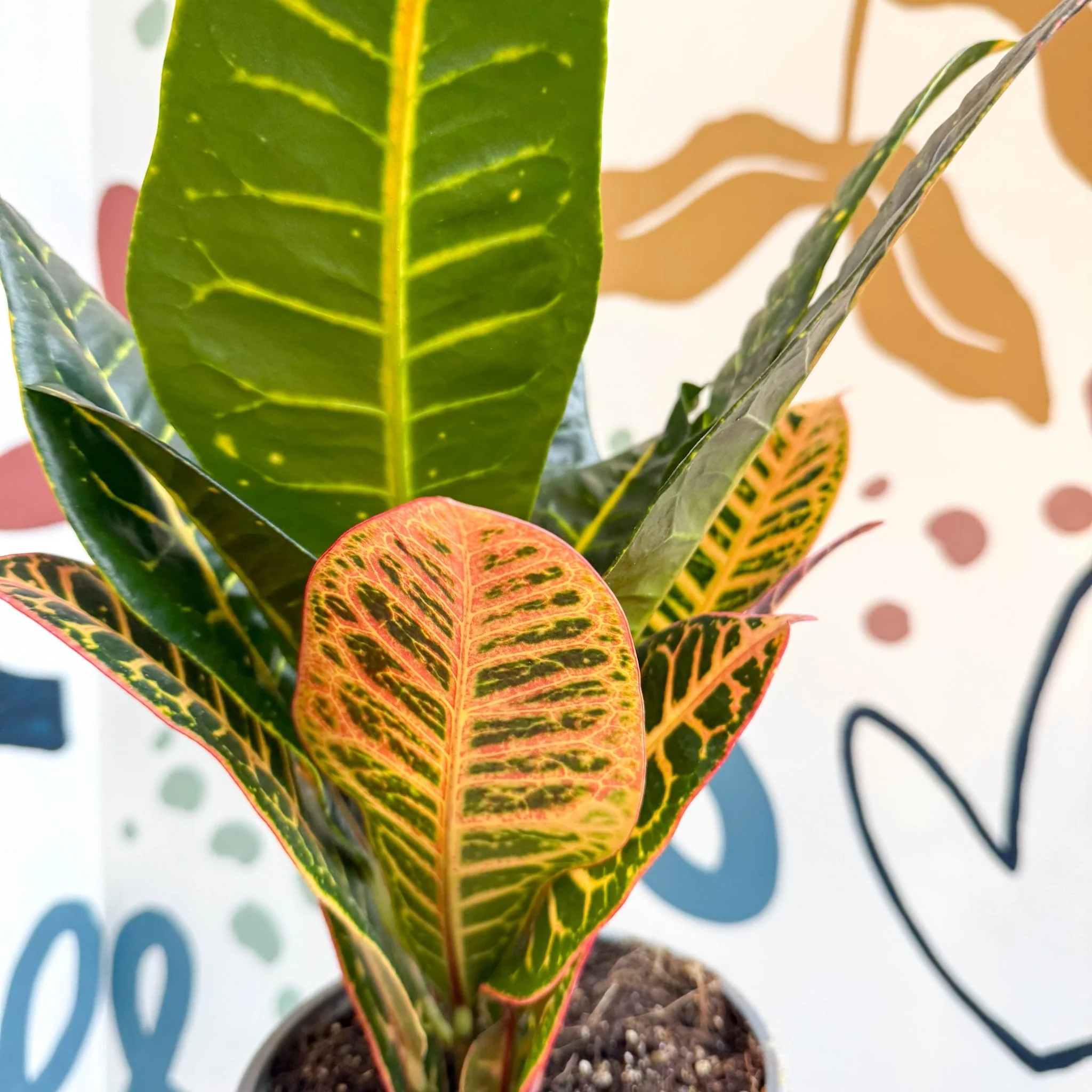 Codiaeum variegatum 'Petra' - Croton - Image 15