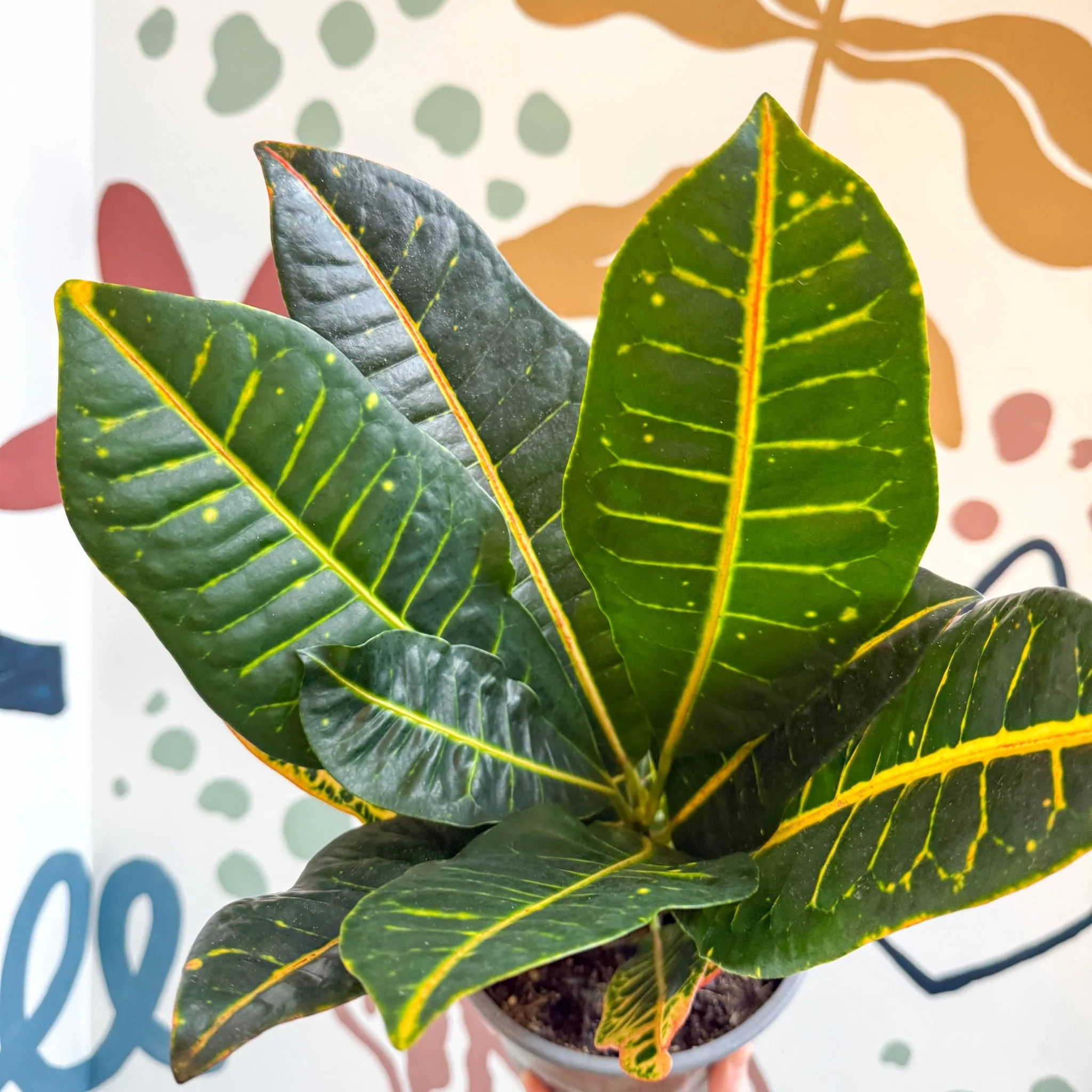 Codiaeum variegatum 'Petra' - Croton - Image 2