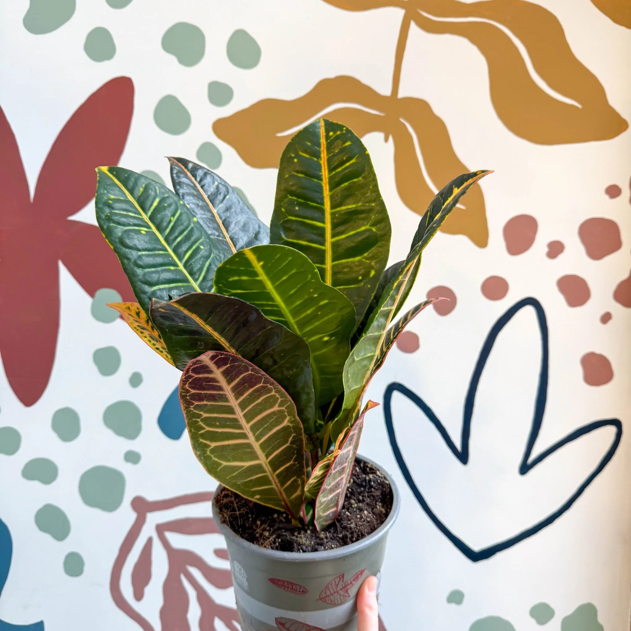 Codiaeum variegatum 'Petra' - Croton - Image 3