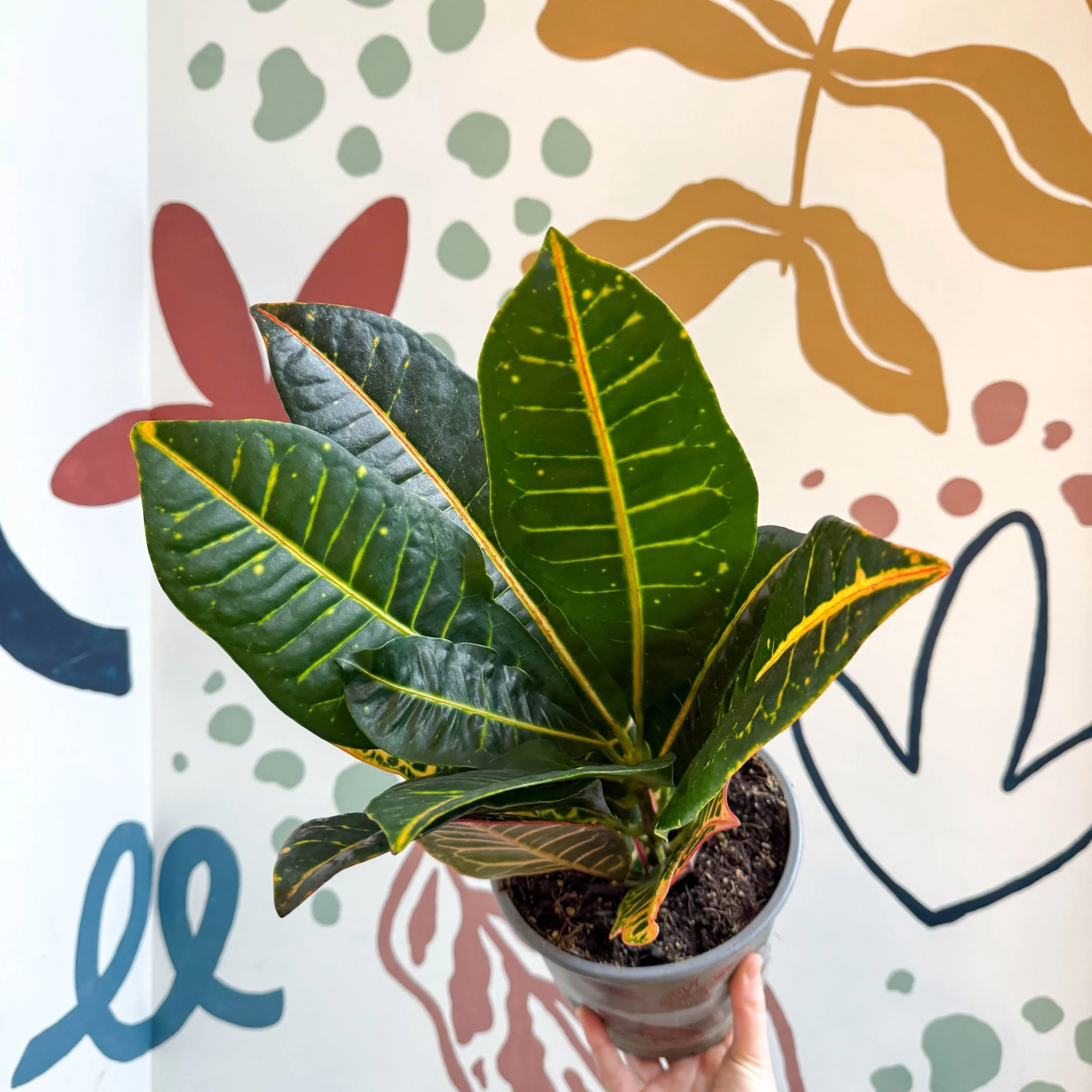 Codiaeum variegatum 'Petra' - Croton - Image 4