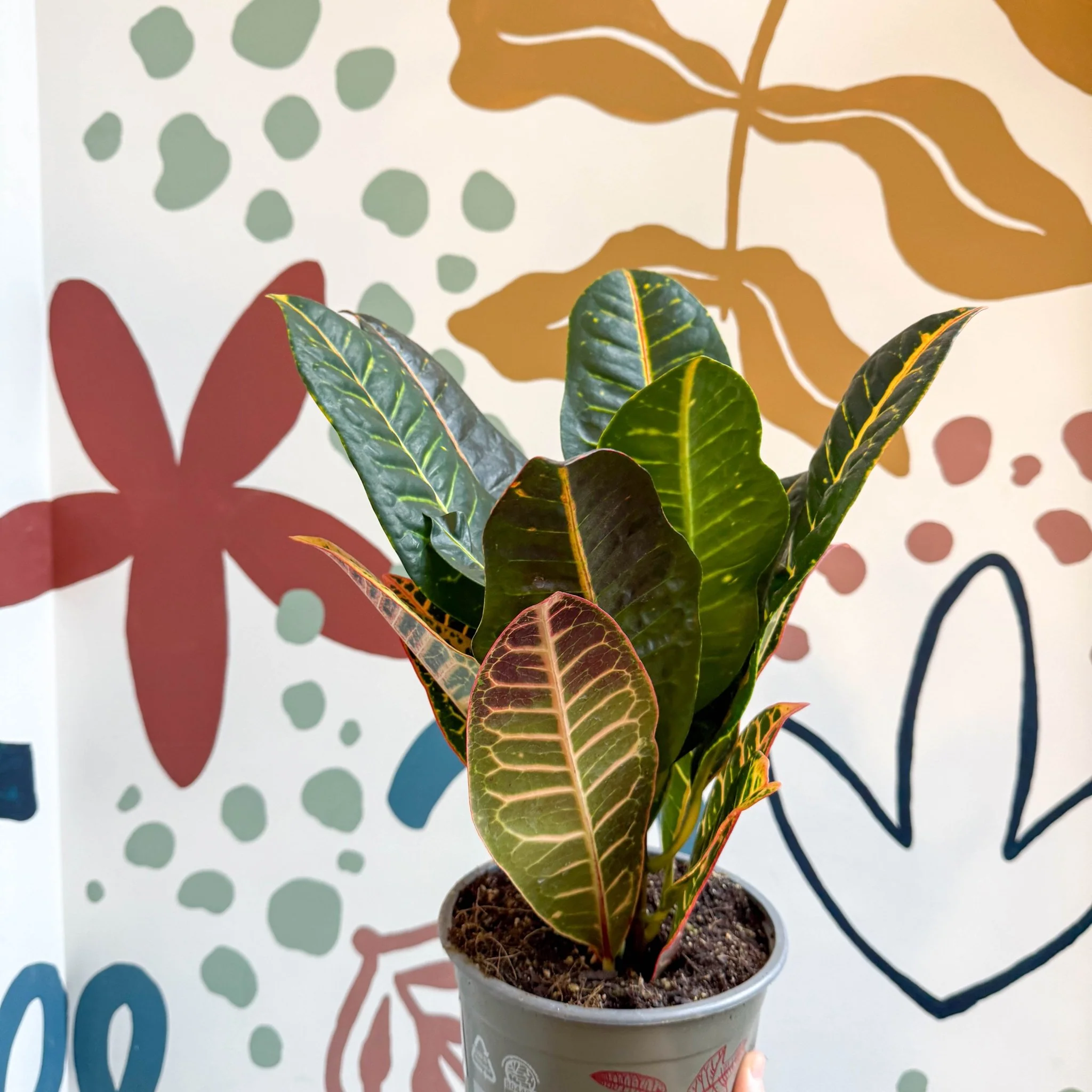 Codiaeum variegatum 'Petra' - Croton - Image 5