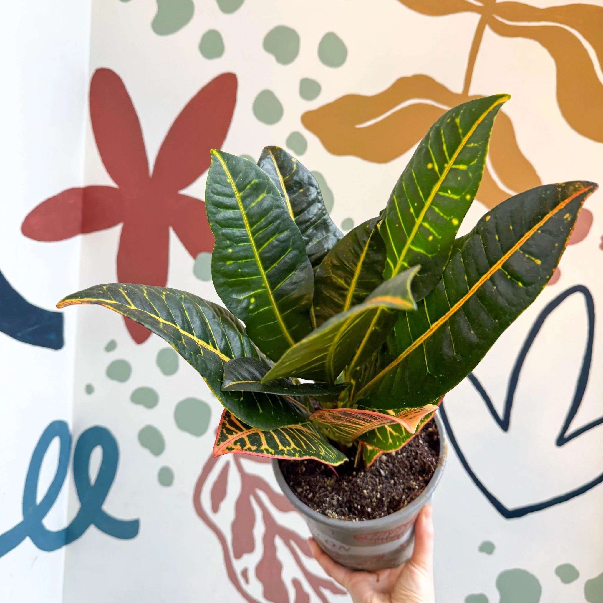 Codiaeum variegatum 'Petra' - Croton - Image 7