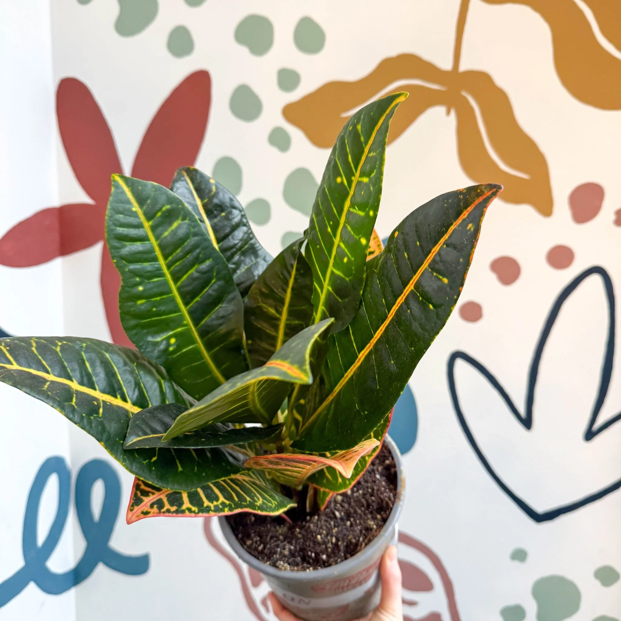 Codiaeum variegatum 'Petra' - Croton - Image 8