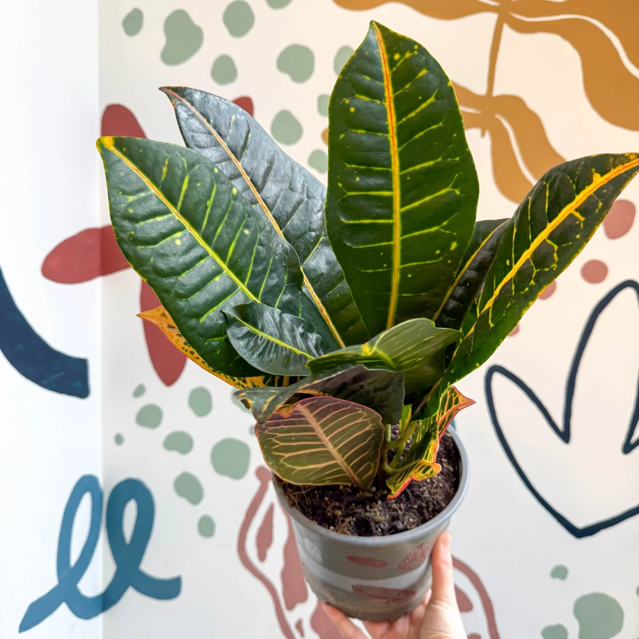 Codiaeum variegatum 'Petra' - Croton - Image 9