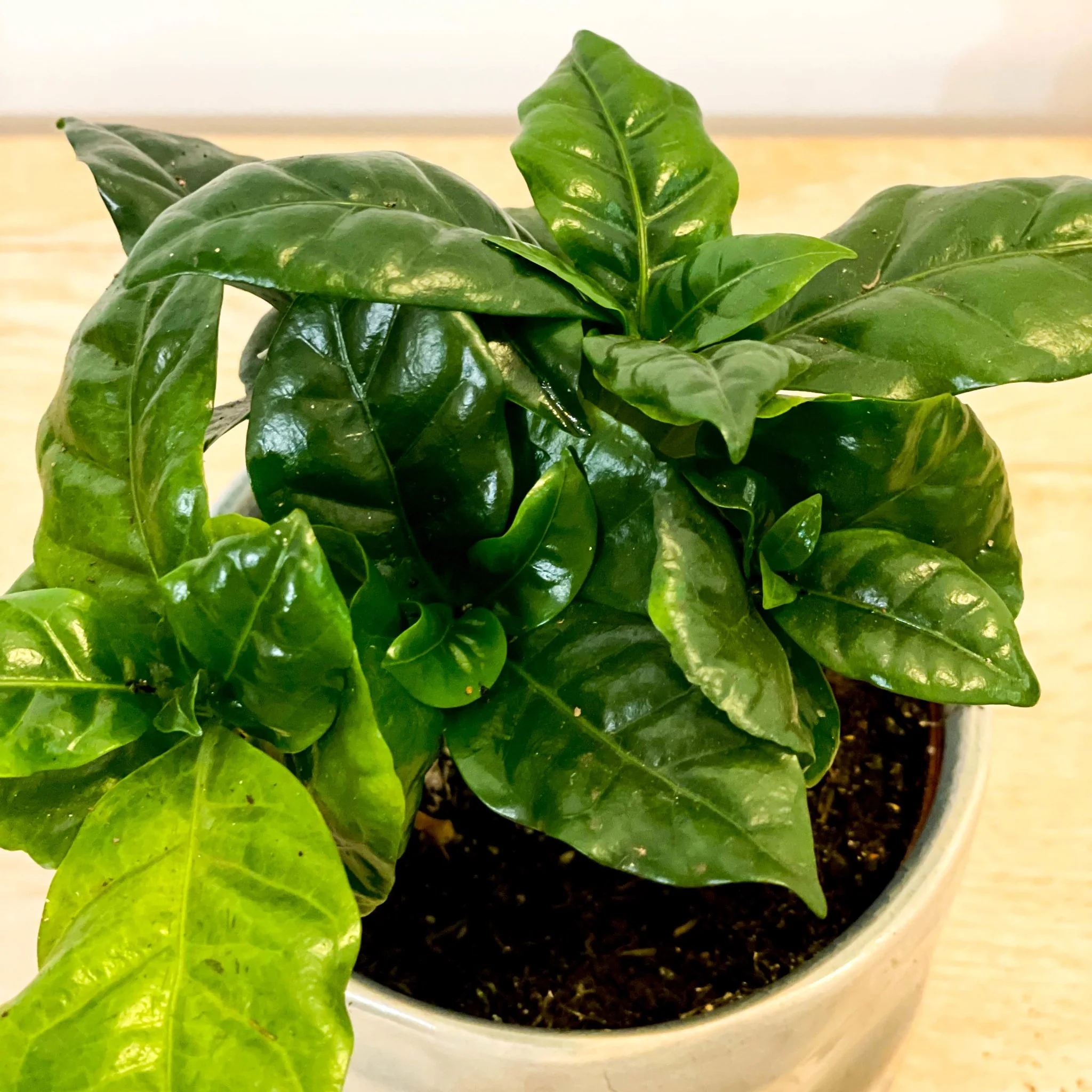 Coffea arabica - Coffee Plant - Image 2
