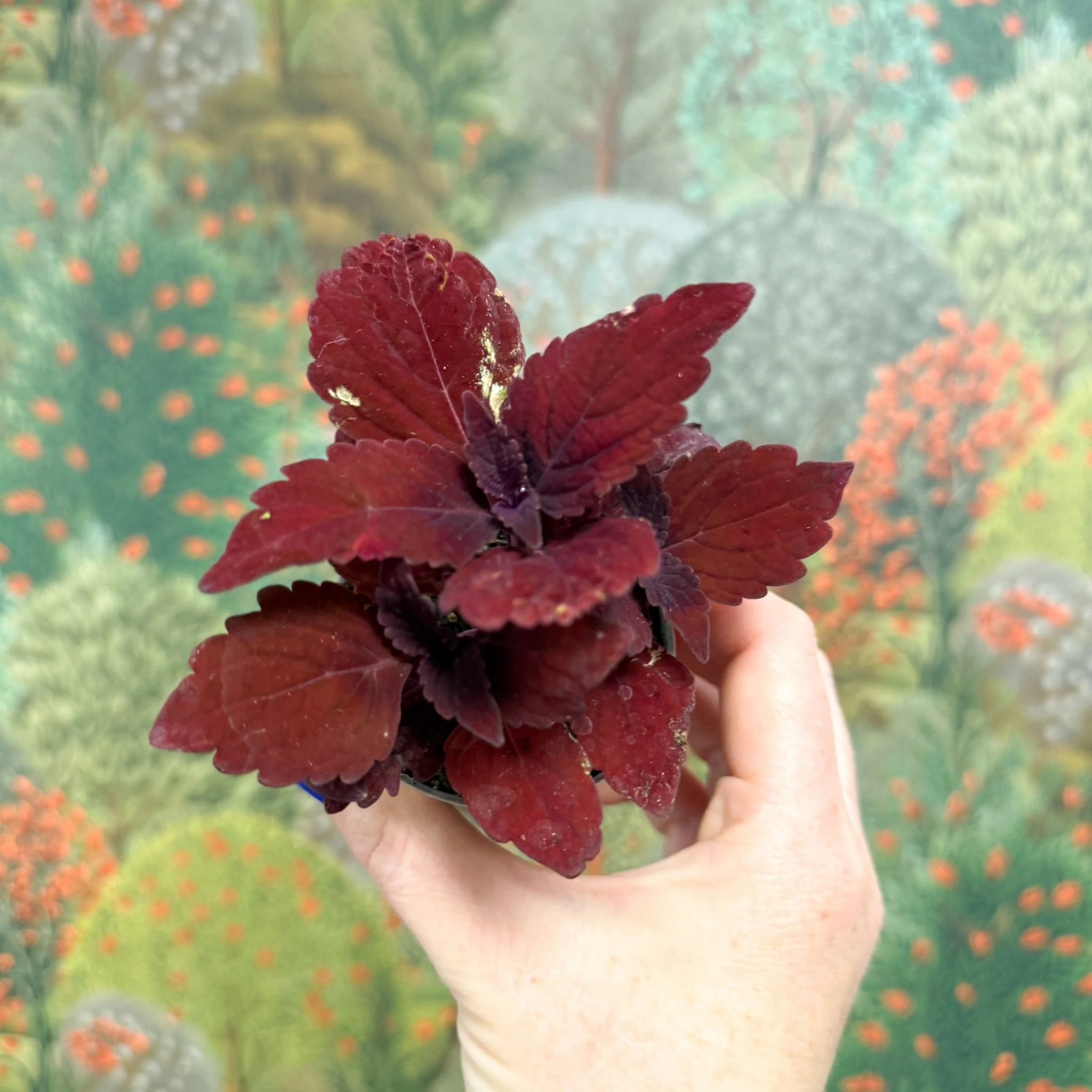 Coleus 'Ms Second Street' - Painted Nettle - Image 3