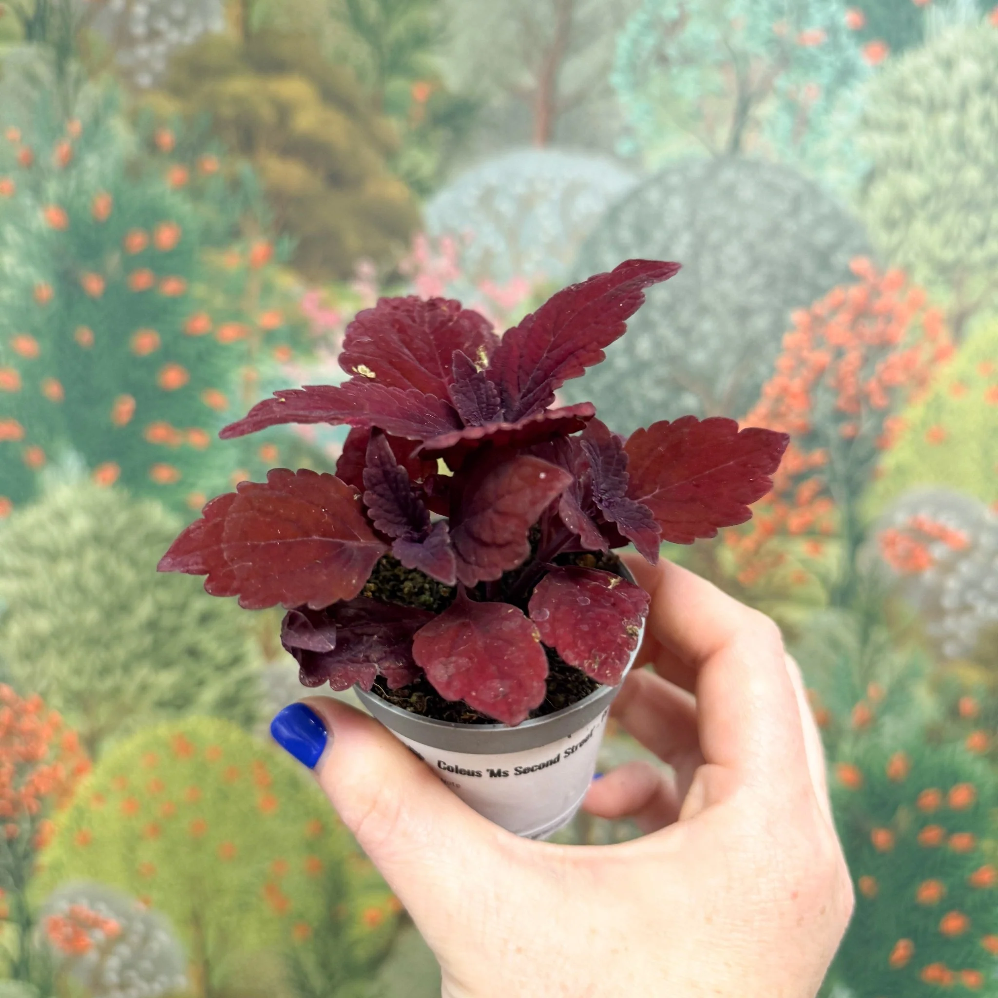 Coleus 'Ms Second Street' - Painted Nettle - Image 4