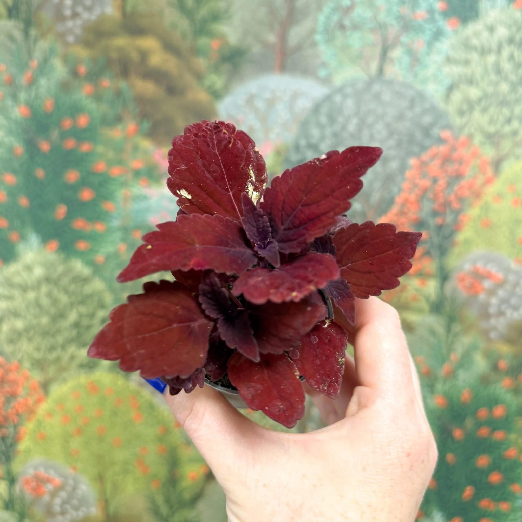 Coleus 'Ms Second Street' - Painted Nettle - Image 5