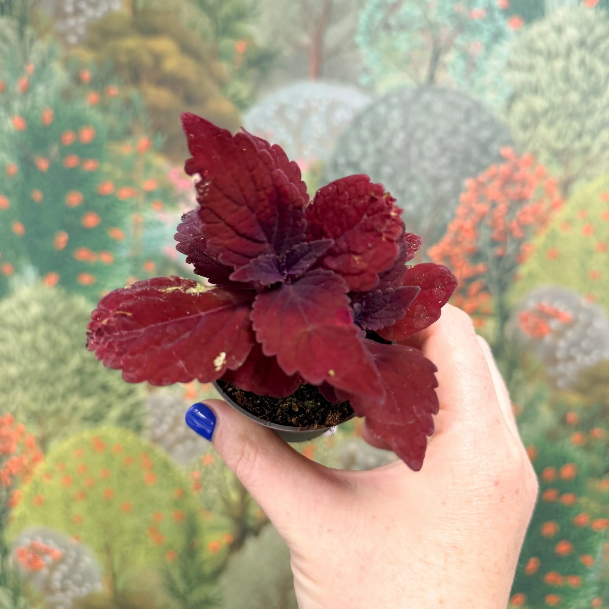 Coleus 'Ms Second Street' - Painted Nettle - Image 6