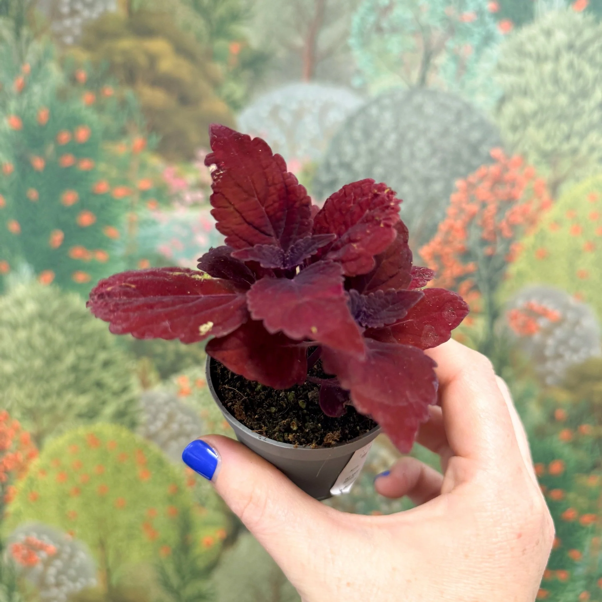 Coleus 'Ms Second Street' - Painted Nettle - Image 7