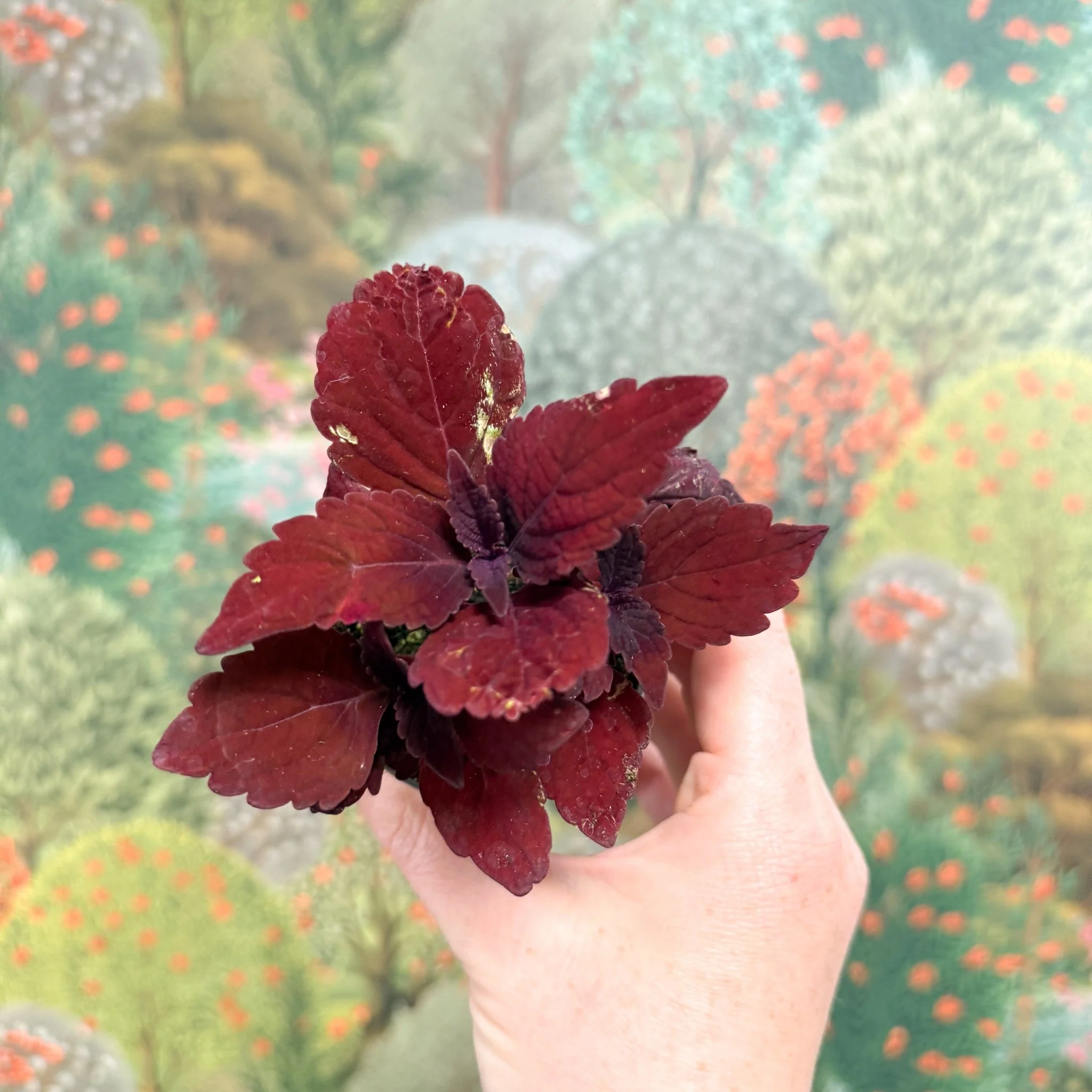 Coleus 'Ms Second Street' - Painted Nettle - Image 8