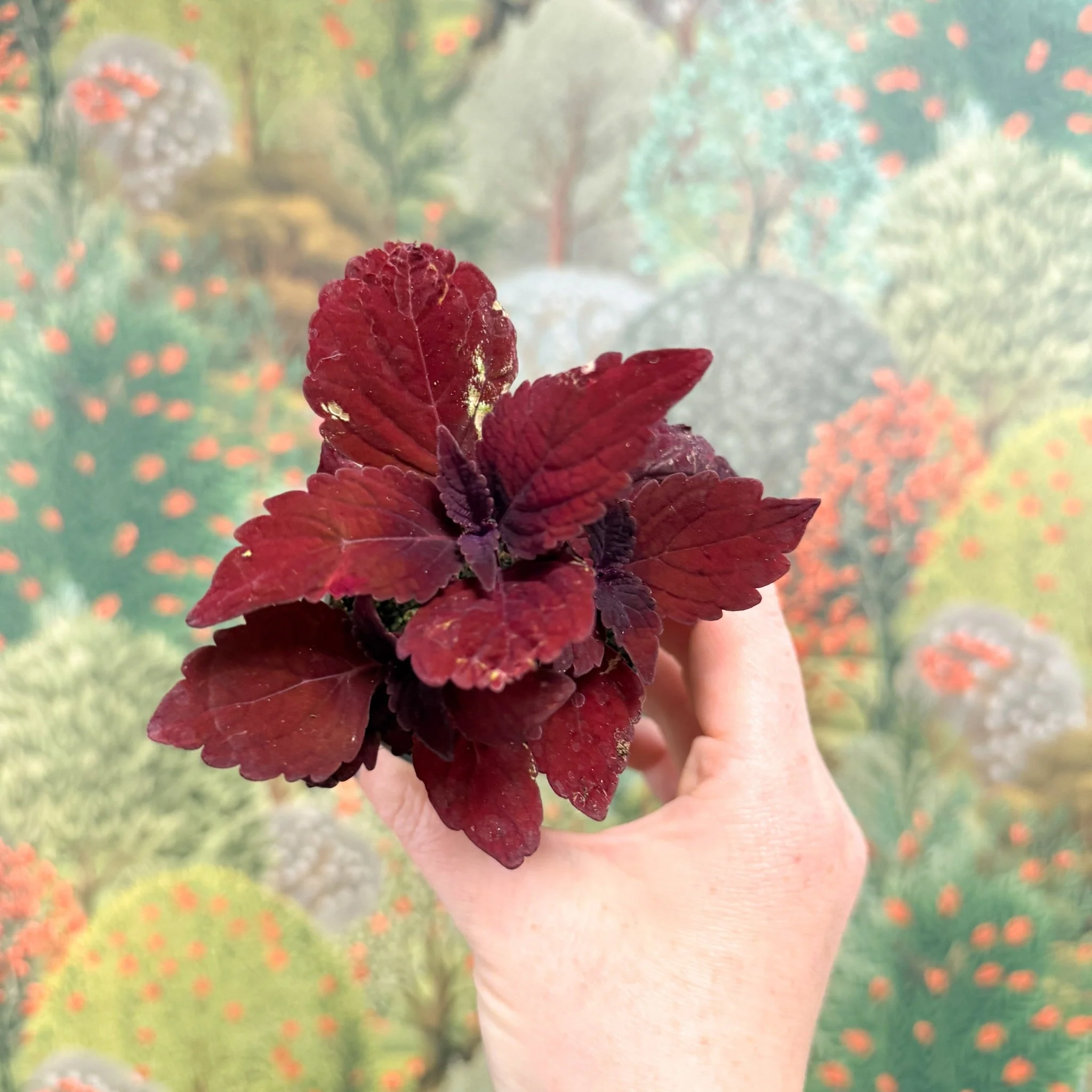 Coleus 'Ms Second Street' - Painted Nettle - Image 9