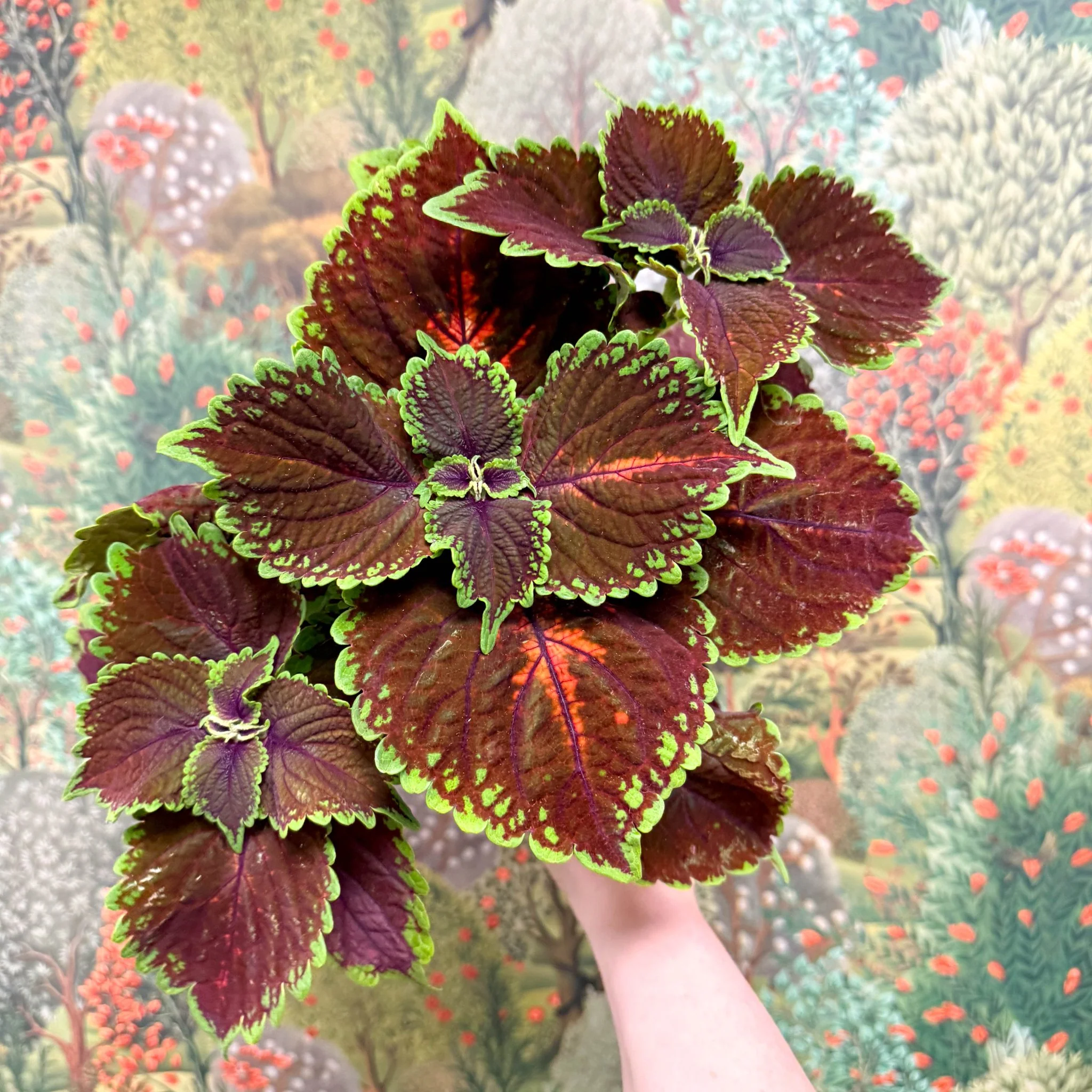 Coleus ‘Urban Mix’ – Burgundy with Lime Edge Painted Nettle