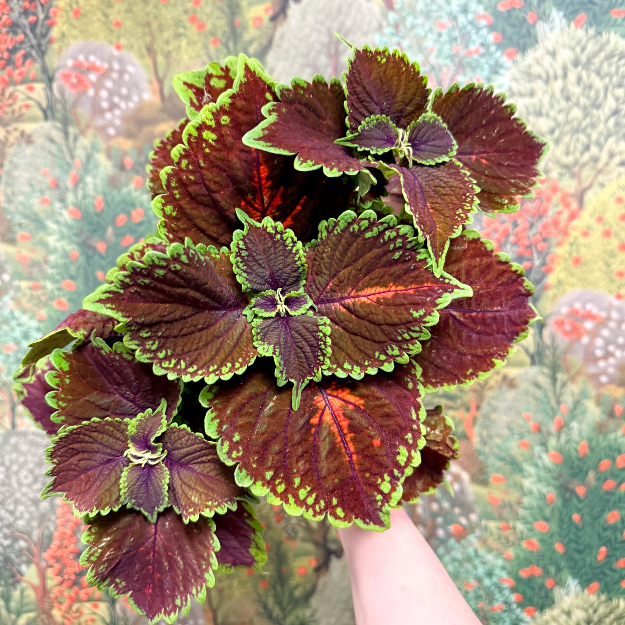 Coleus ‘Urban Mix’ – Burgundy with Lime Edge Painted Nettle - Image 2