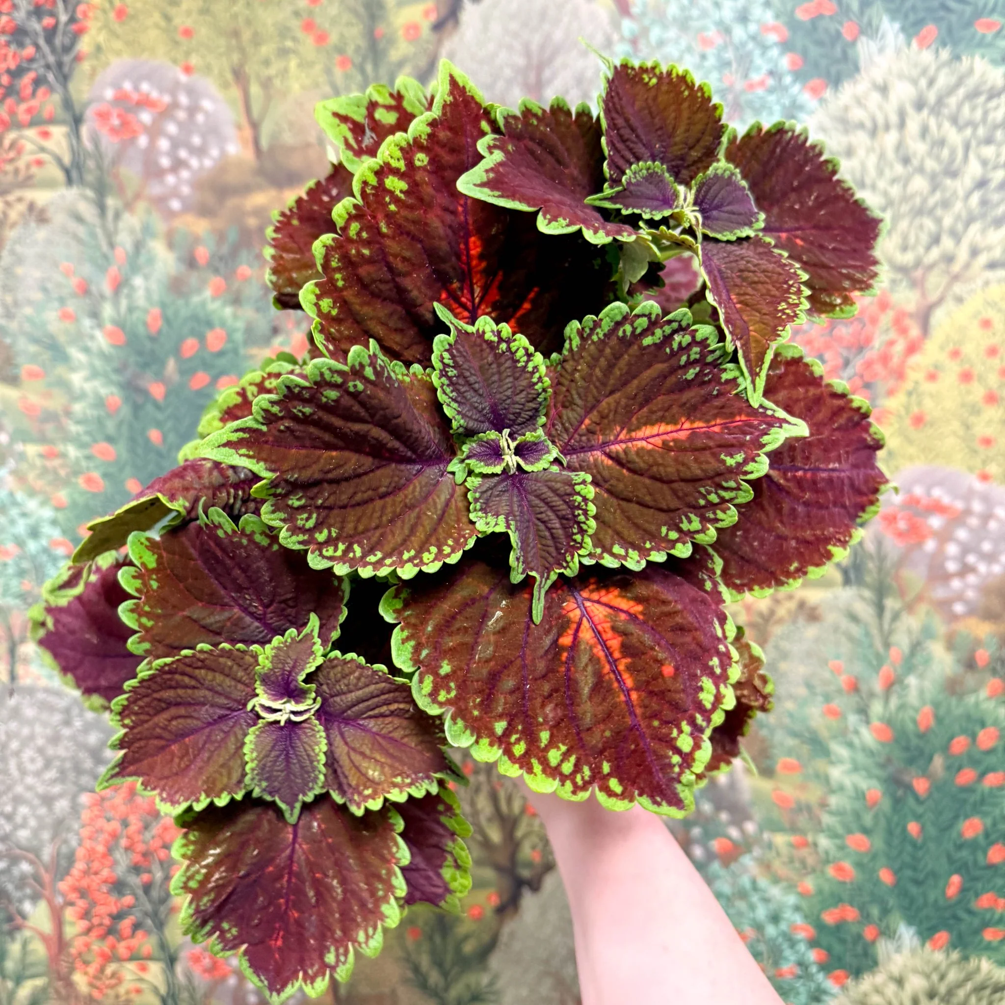 Coleus ‘Urban Mix’ – Burgundy with Lime Edge Painted Nettle - Image 3