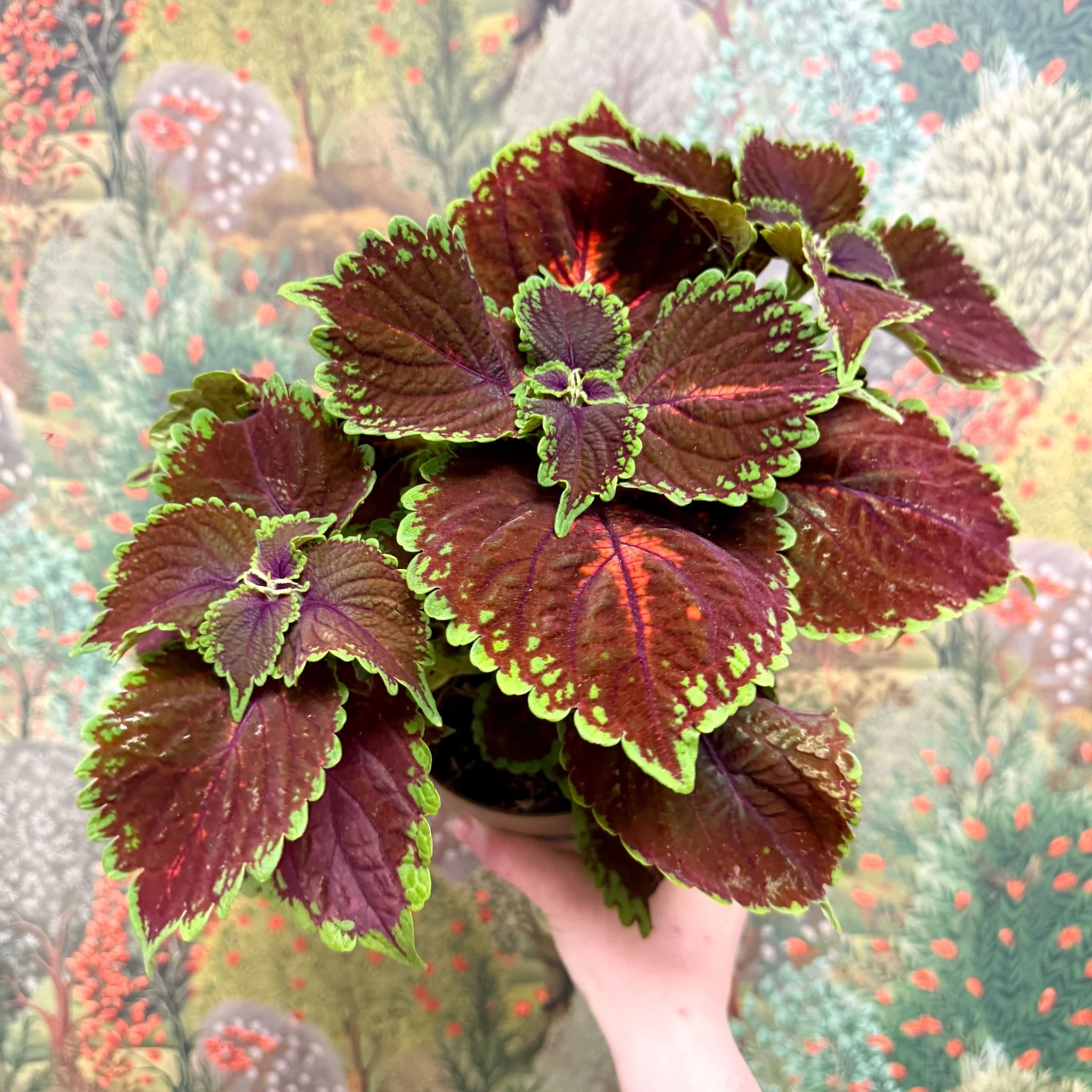 Coleus ‘Urban Mix’ – Burgundy with Lime Edge Painted Nettle - Image 4