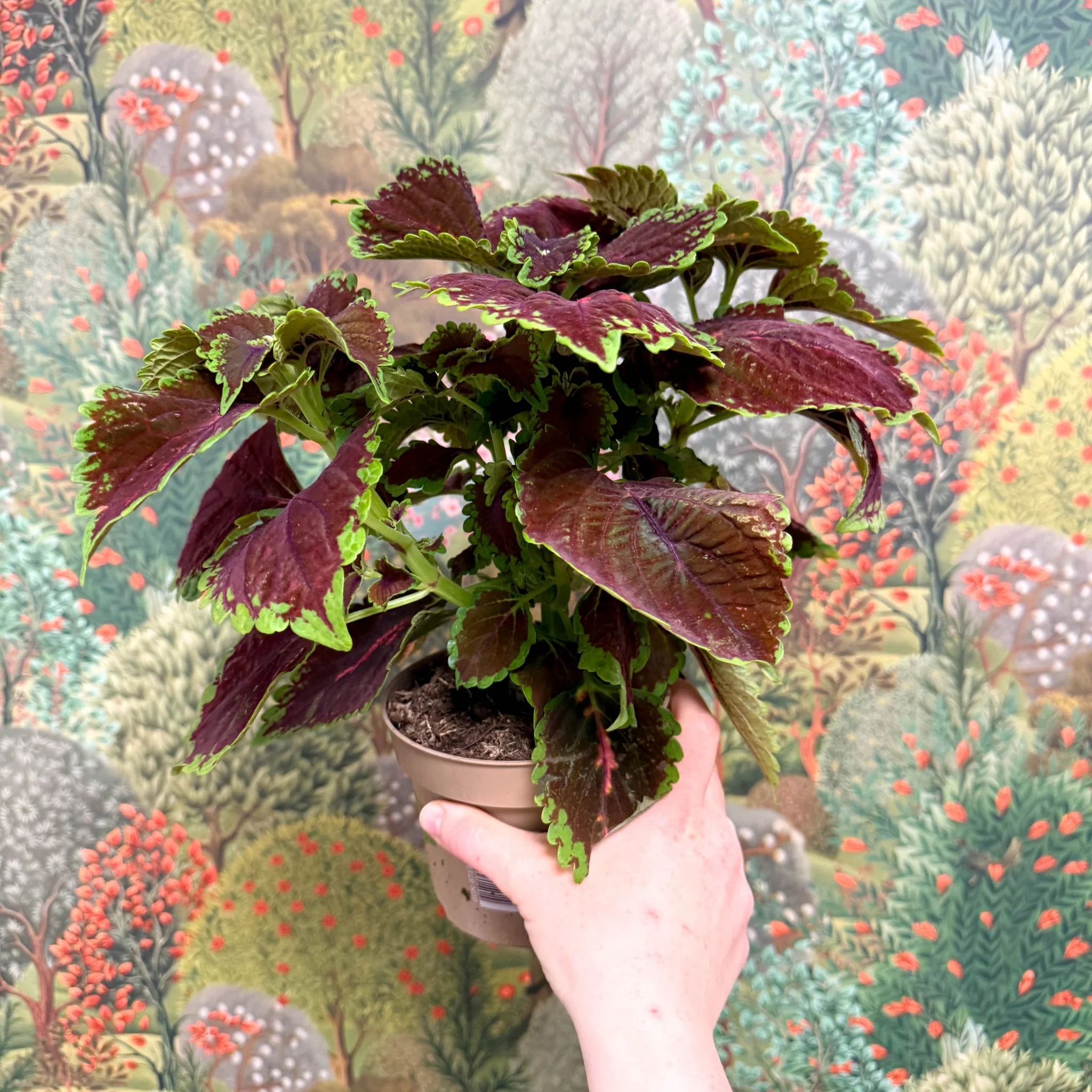 Coleus ‘Urban Mix’ – Burgundy with Lime Edge Painted Nettle - Image 5